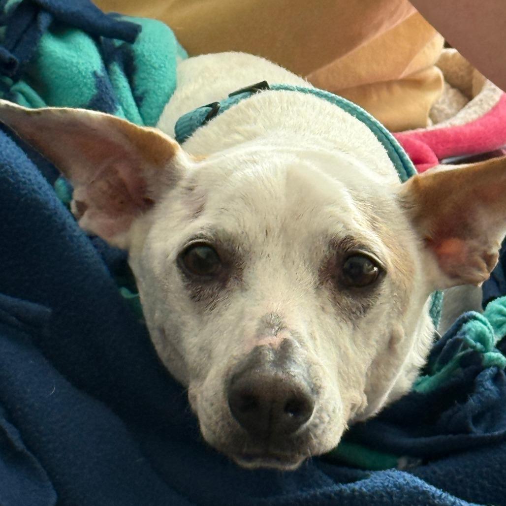 Enlarge Walter, a Adoptable Mixed Breed in Columbia, MO image 5/6