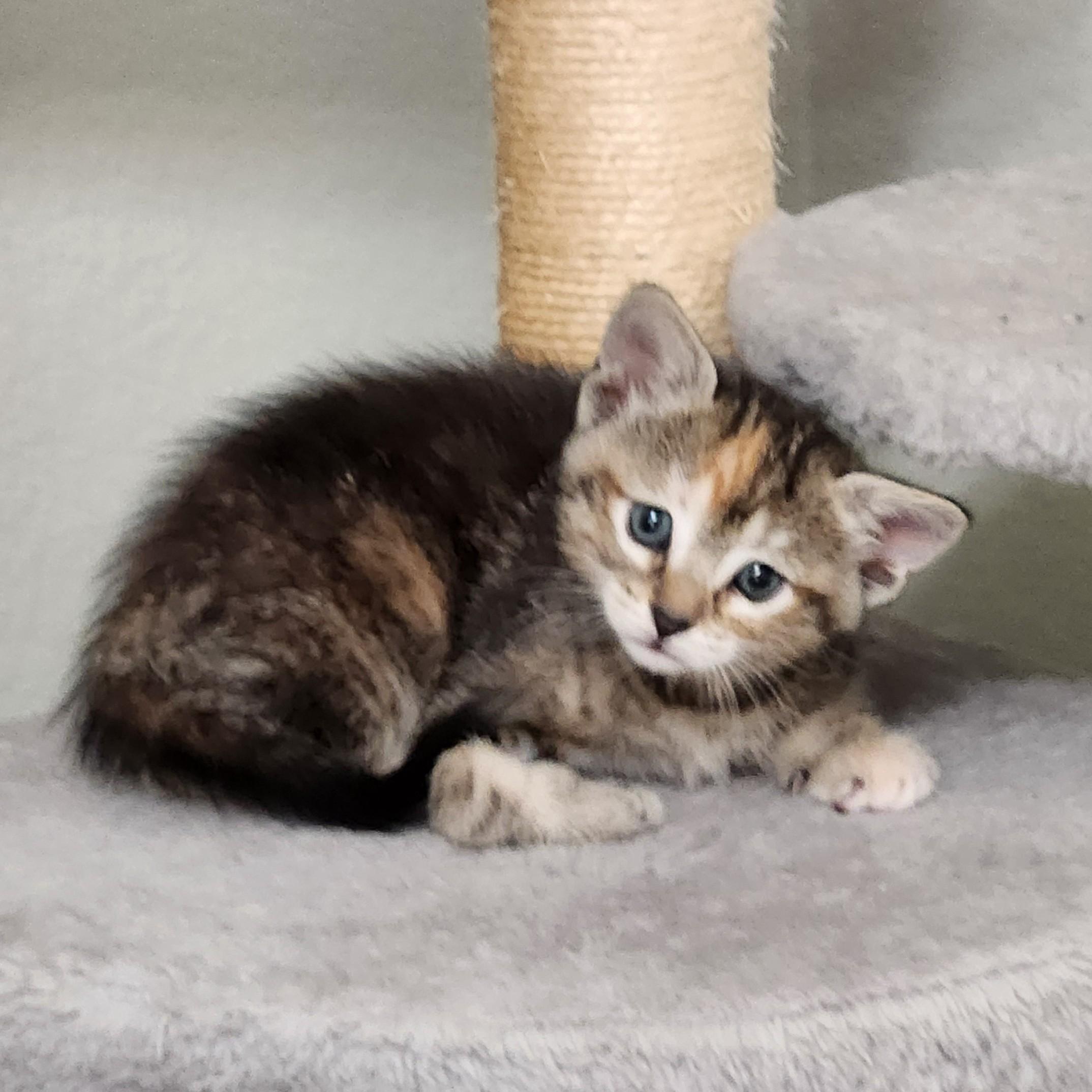 Enlarge Flan, a Adoptable Torbie in Allen, TX image 4/6