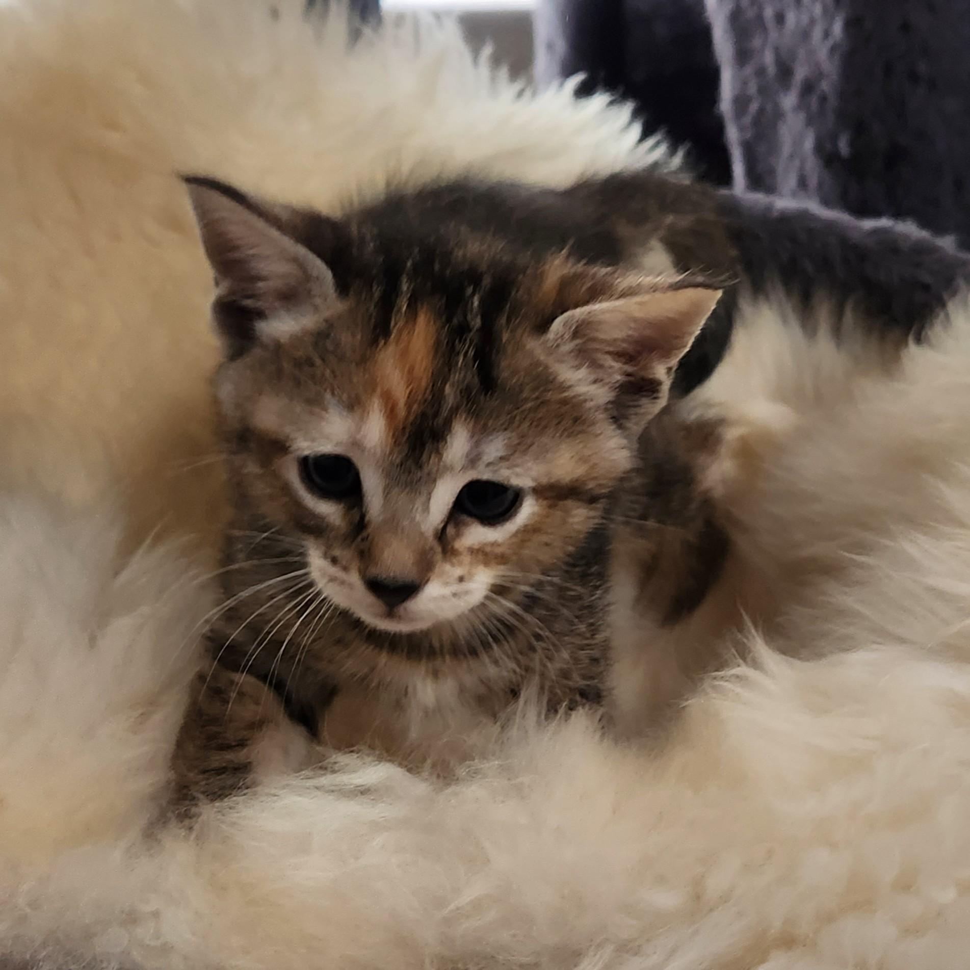 Enlarge Flan, a Adoptable Torbie in Allen, TX image 6/6