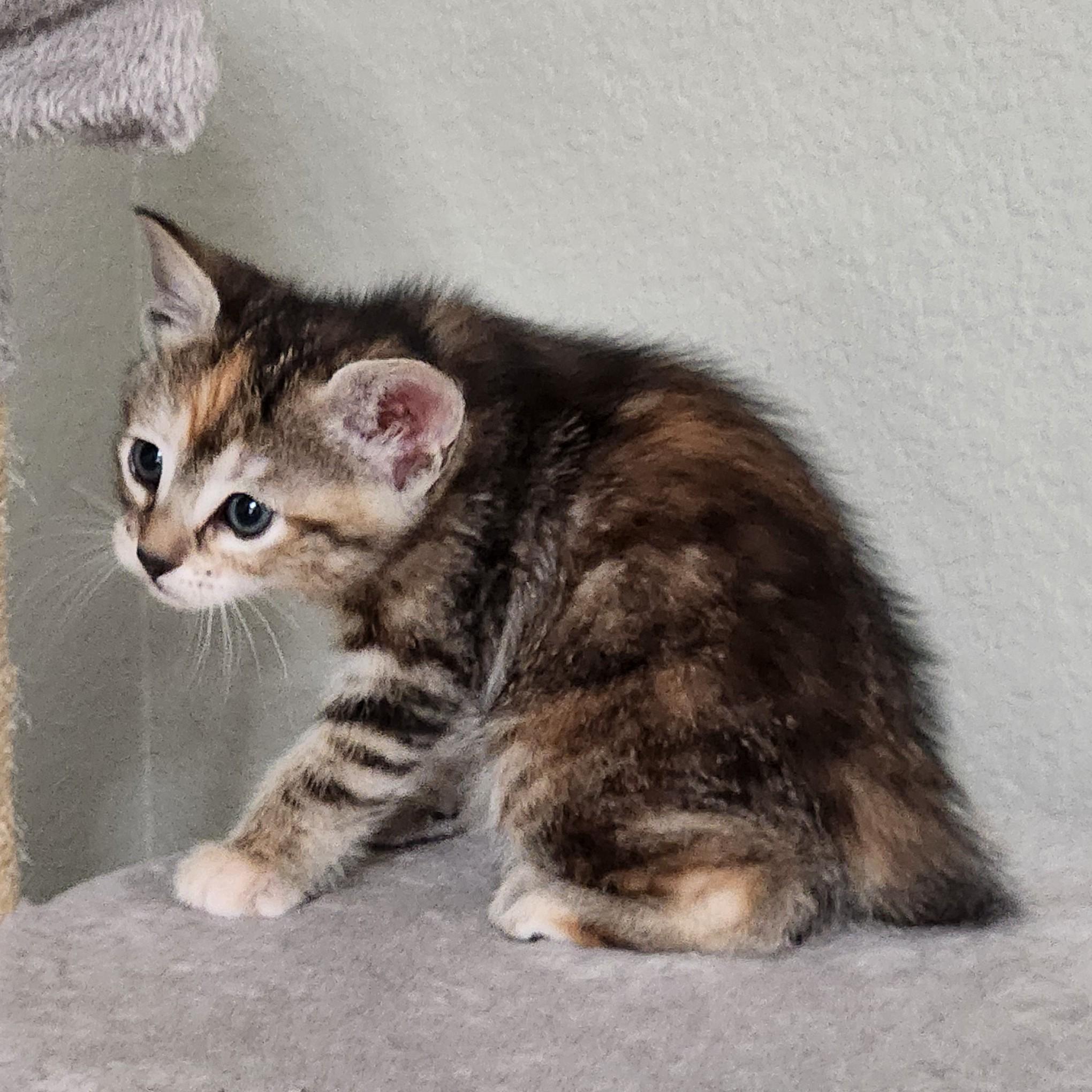 Enlarge Flan, a Adoptable Torbie in Allen, TX image 5/6