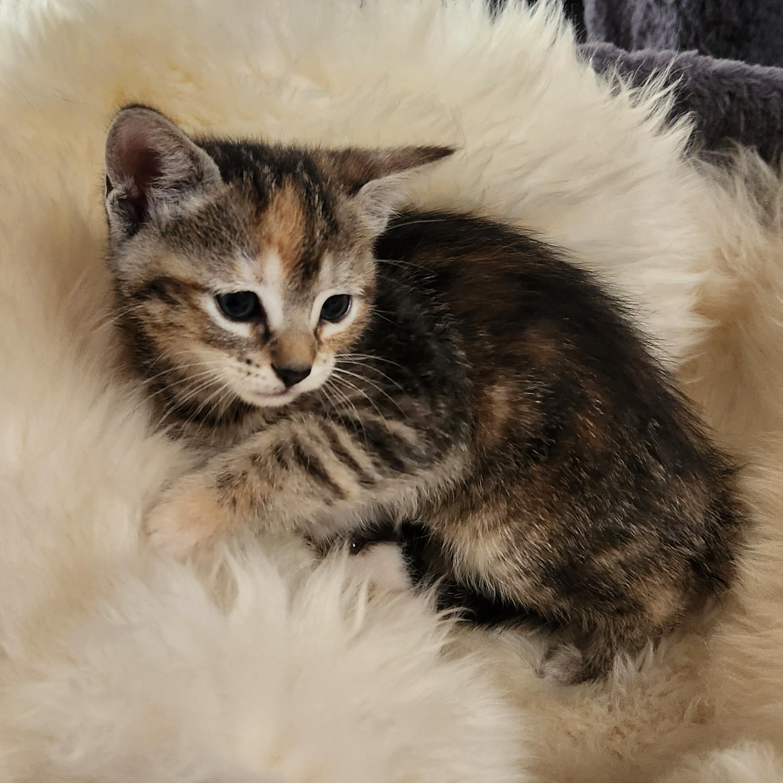 Enlarge Flan, a Adoptable Torbie in Allen, TX image 2/6