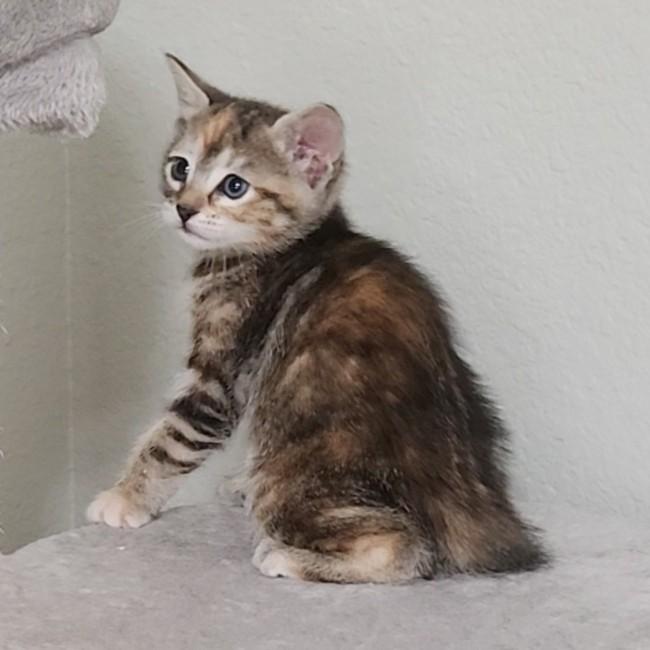 Enlarge Flan, a Adoptable Torbie in Allen, TX image 1/6