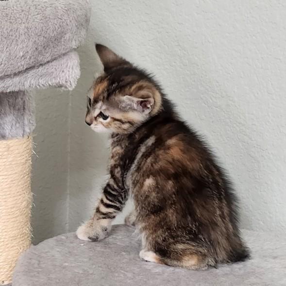 Enlarge Flan, a Adoptable Torbie in Allen, TX image 3/6