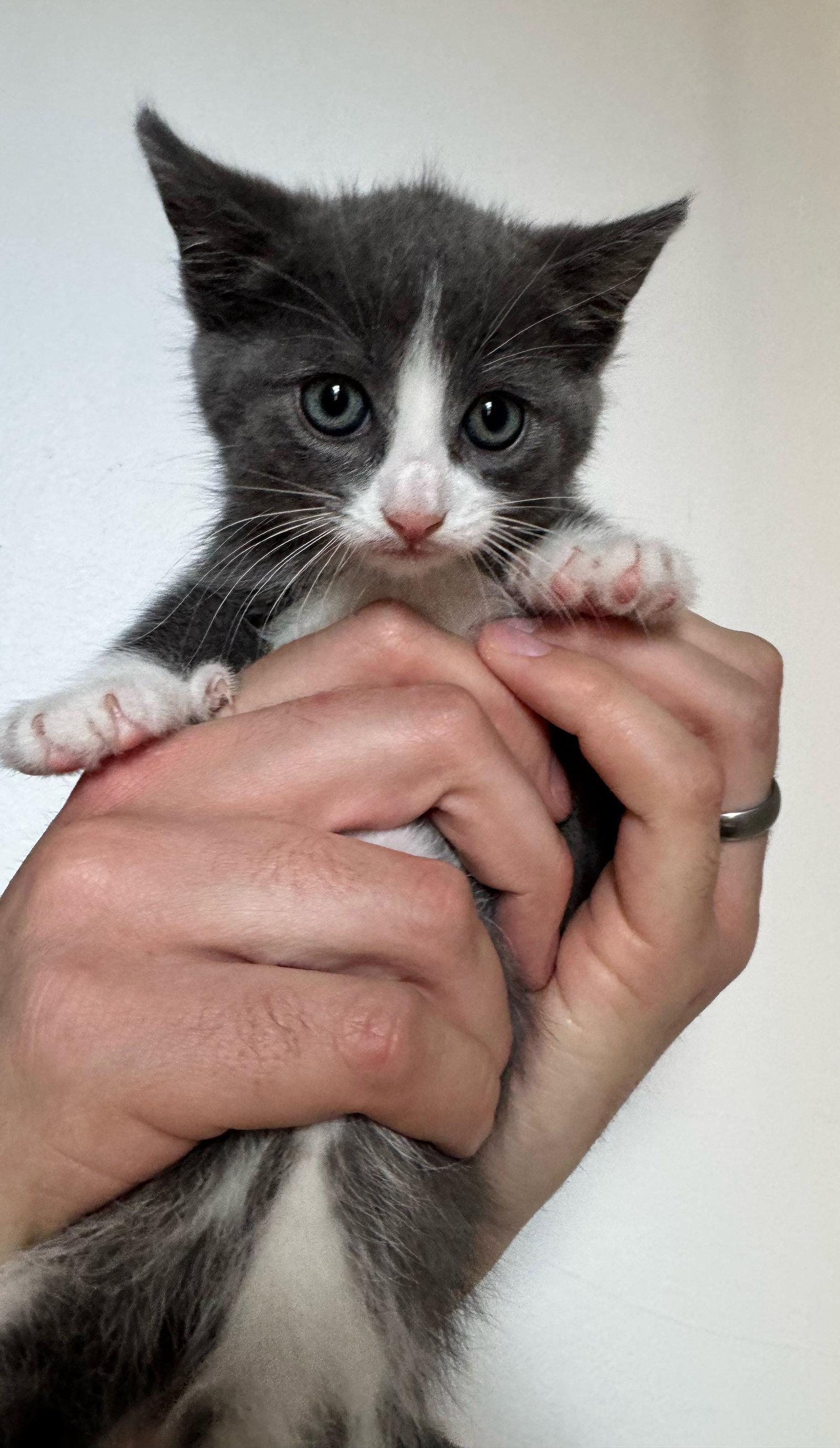 Athena, Adopted, Kitten Female Domestic Short Hair.