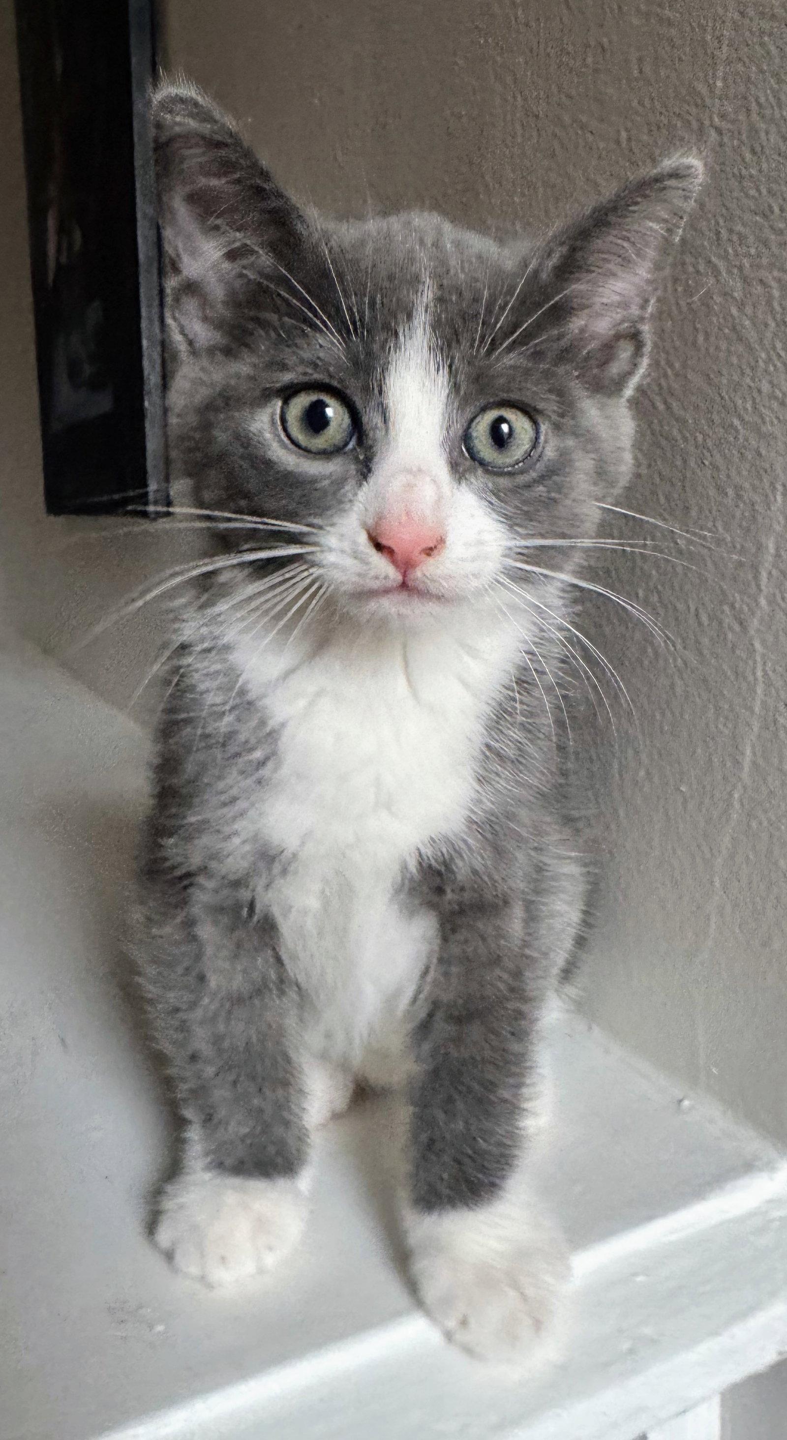Enlarge Athena, a Adopted Domestic Short Hair in Reston, VA image 2/3