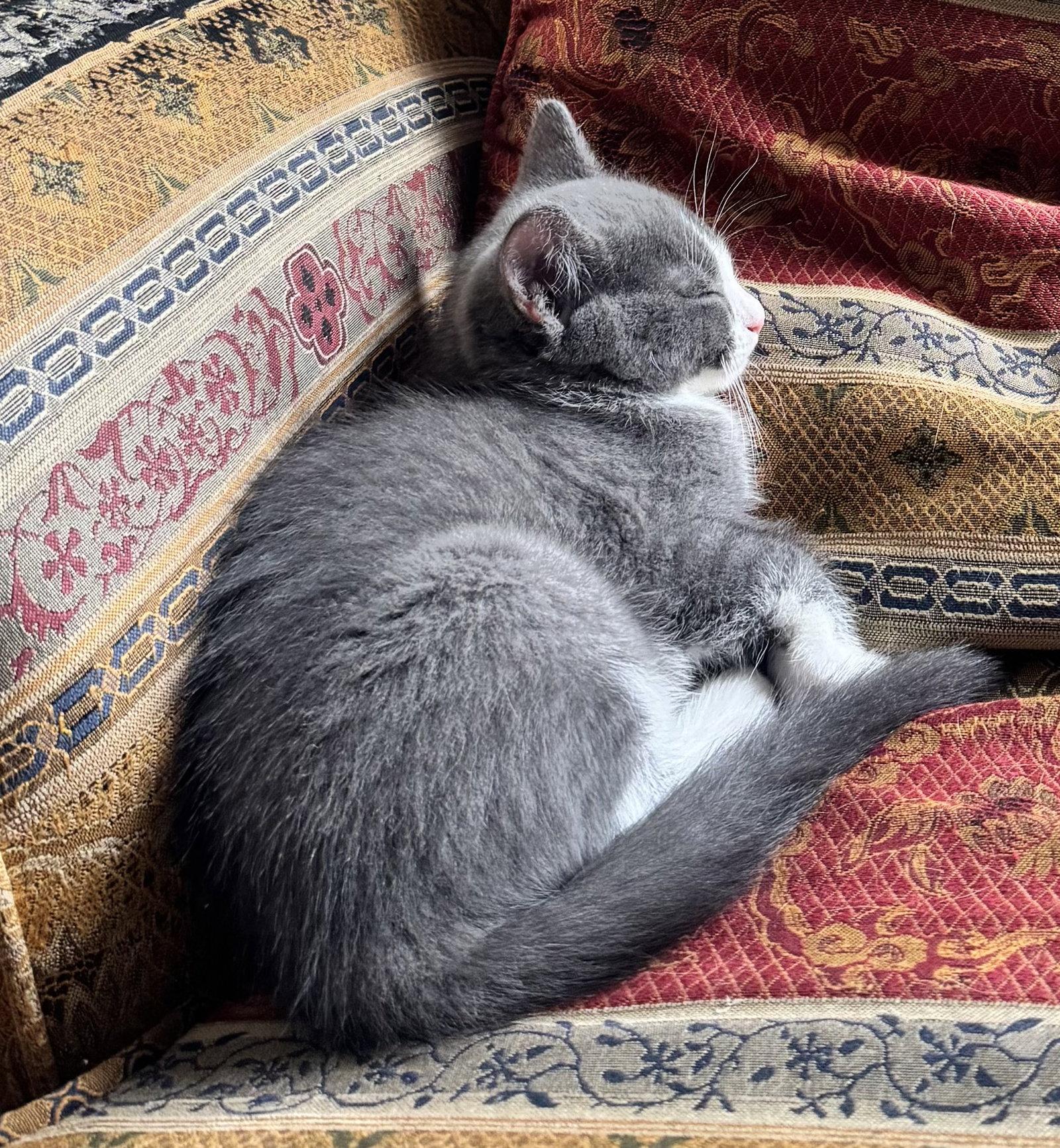 Enlarge Athena, a Adopted Domestic Short Hair in Reston, VA image 3/3
