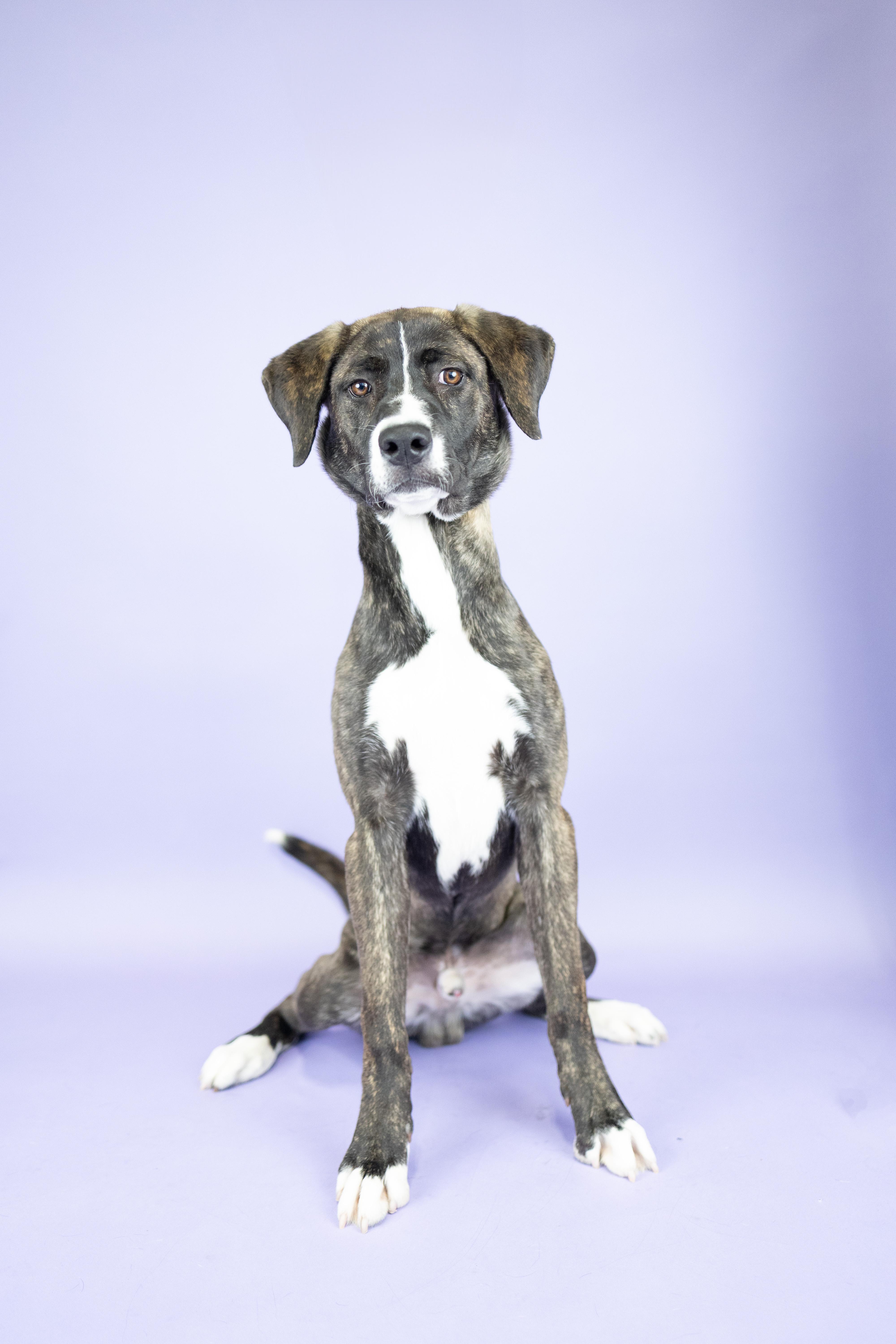 Huckleberry, an adoptable Mixed Breed in Portland, OR_image-1