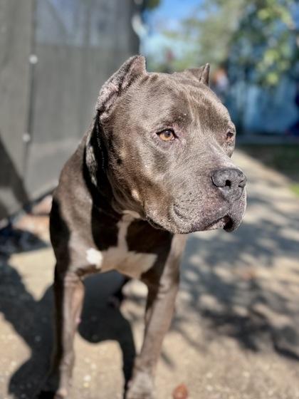 Tango, Adoptable, Adult Male Pit Bull Terrier & Mixed Breed.