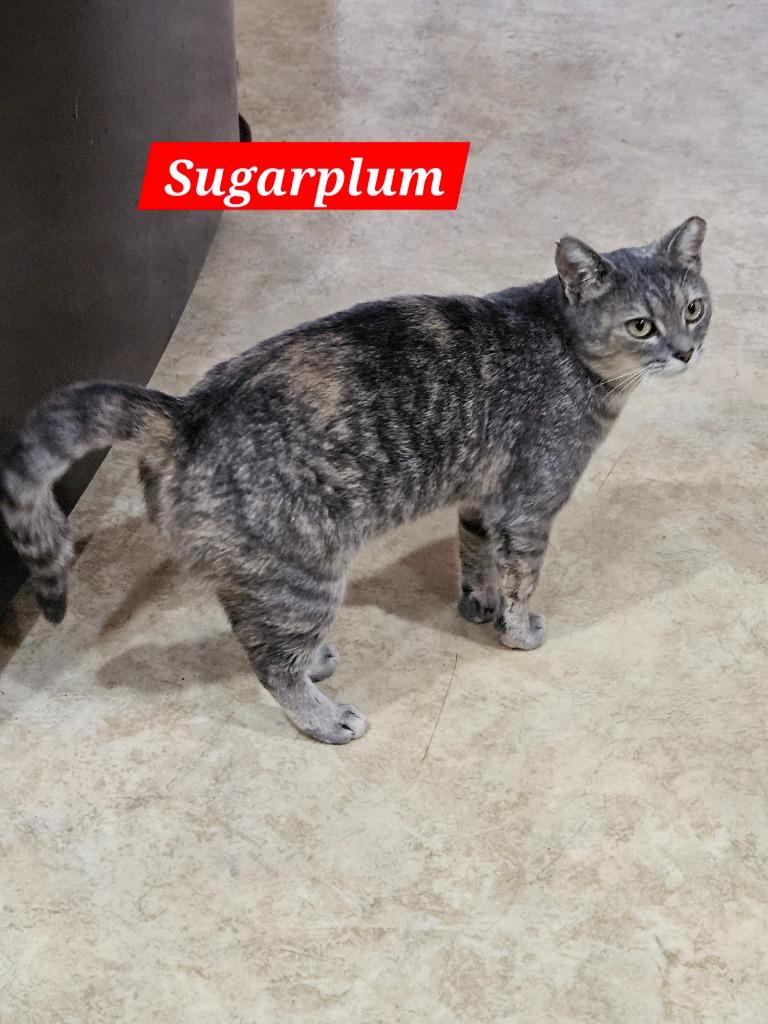 Sugarplum, Adoptable, Young Female Domestic Short Hair.