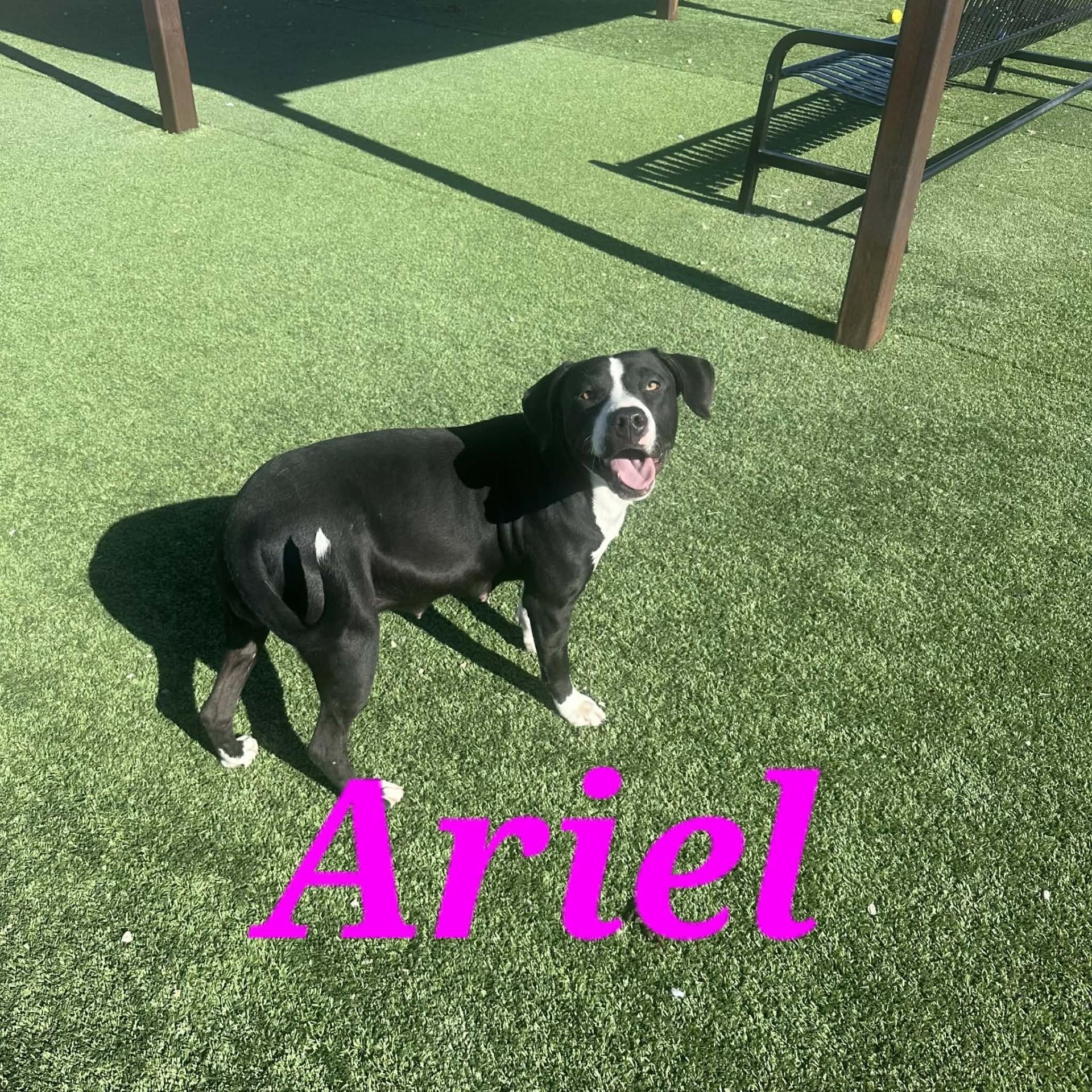 Ariel, a ADOPTABLE American Staffordshire Terrier in Truth or Consequences , NM image 1/6
