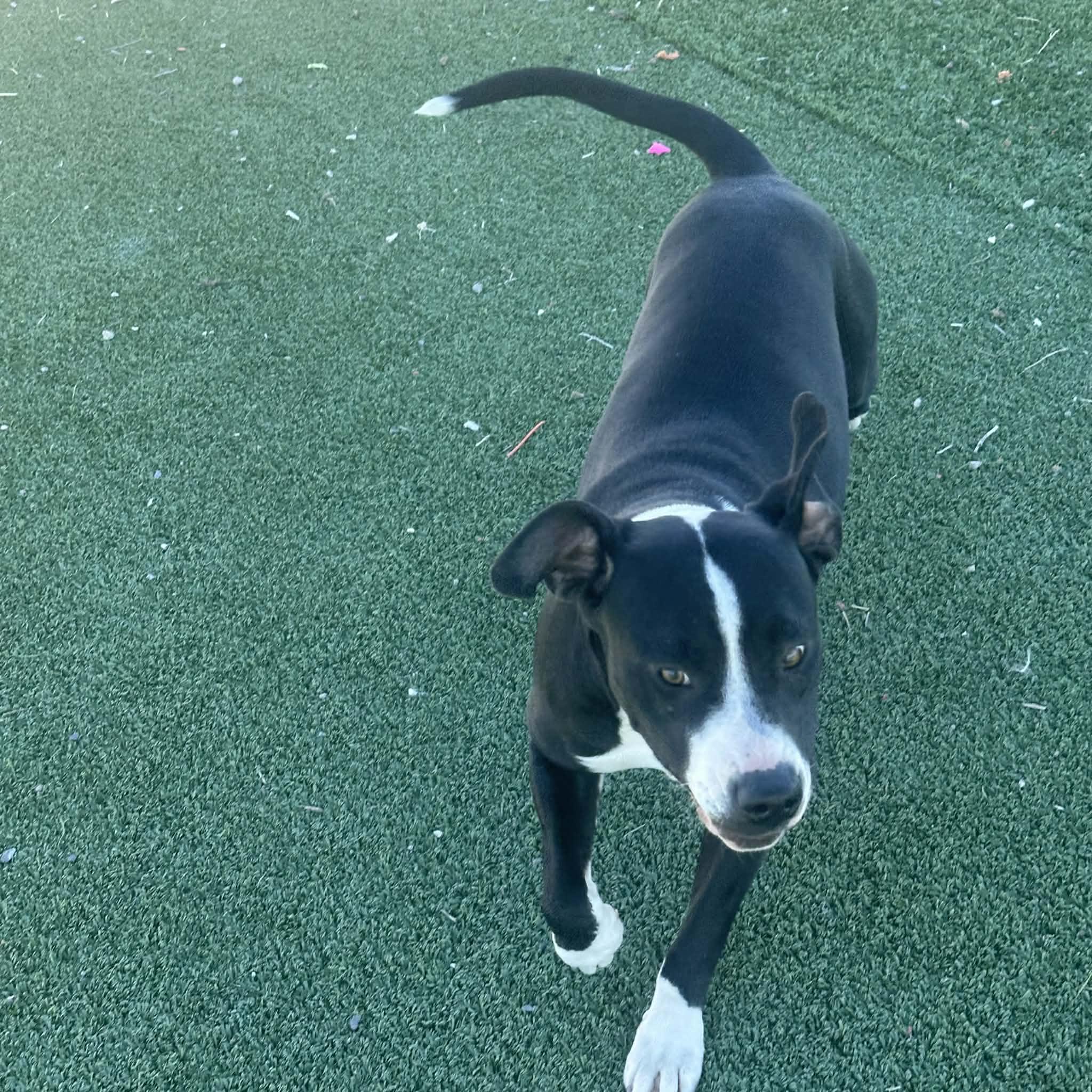 Ariel, a ADOPTABLE American Staffordshire Terrier in Truth or Consequences , NM image 3/6