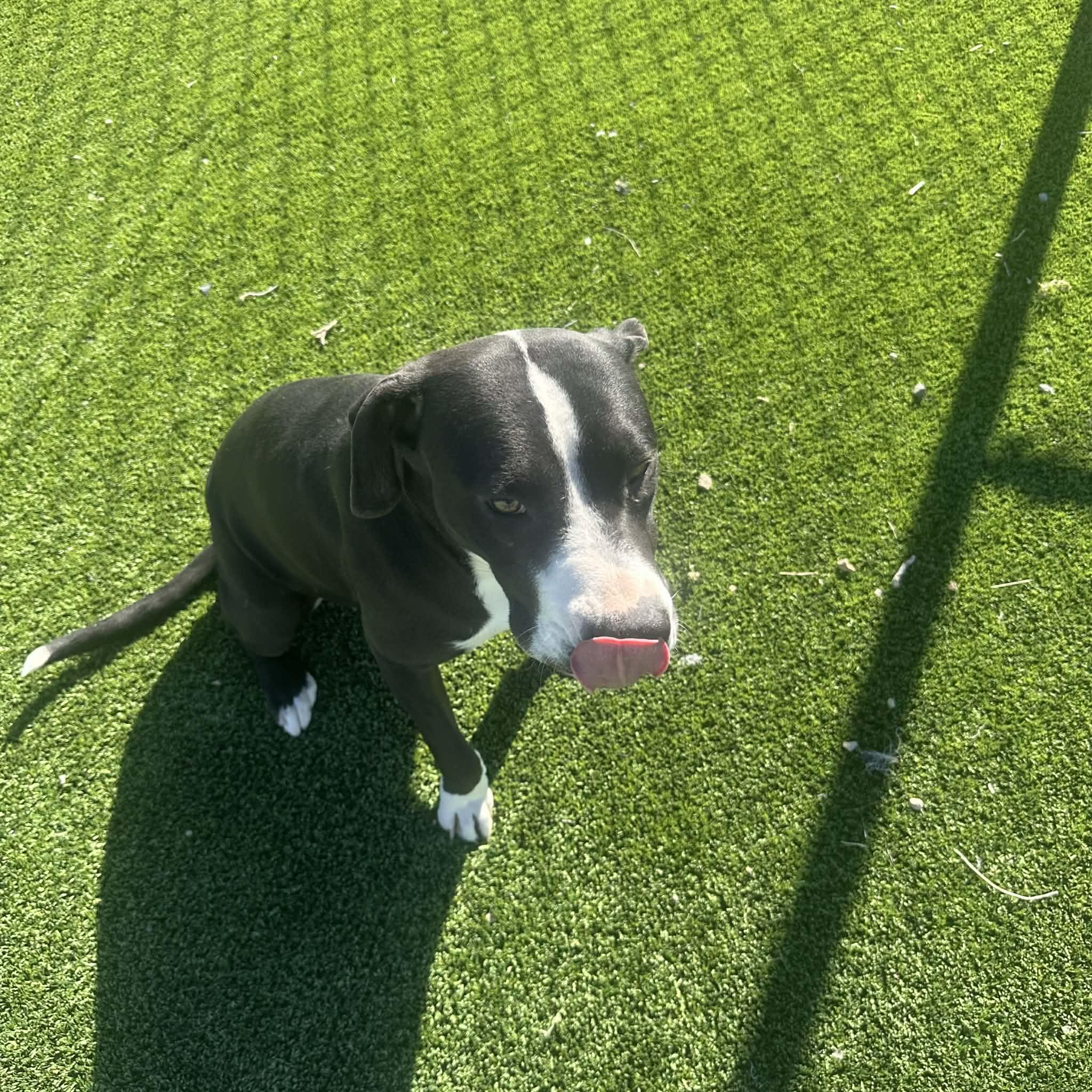 Ariel, a ADOPTABLE American Staffordshire Terrier in Truth or Consequences , NM image 4/6