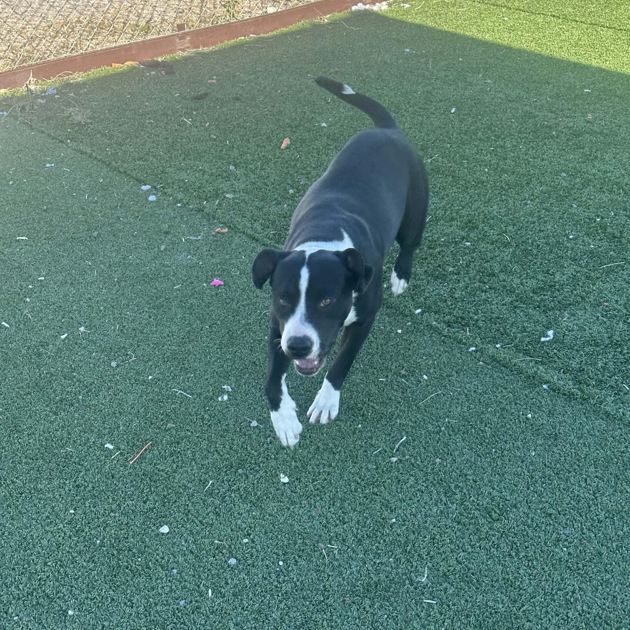 Ariel, a ADOPTABLE American Staffordshire Terrier in Truth or Consequences , NM image 5/6