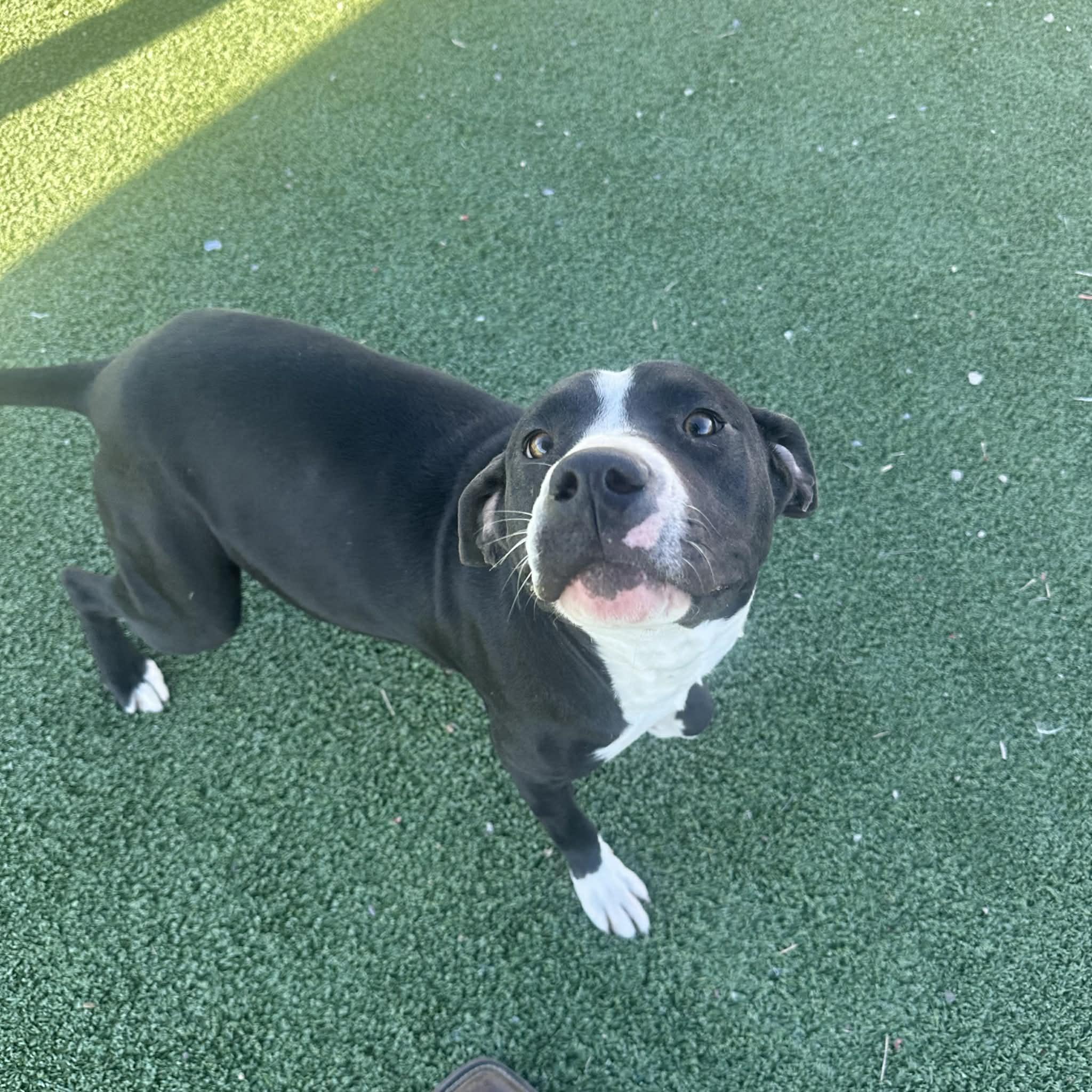 Ariel, a ADOPTABLE American Staffordshire Terrier in Truth or Consequences , NM image 6/6