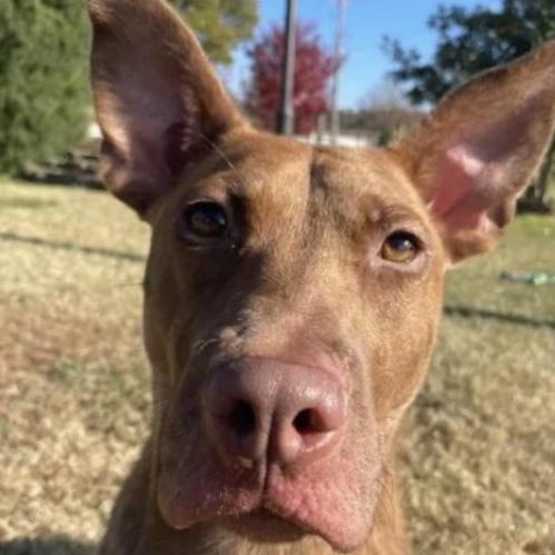 Enlarge Truman, a Adoptable mixed breed in Middletown, CT image 2/6