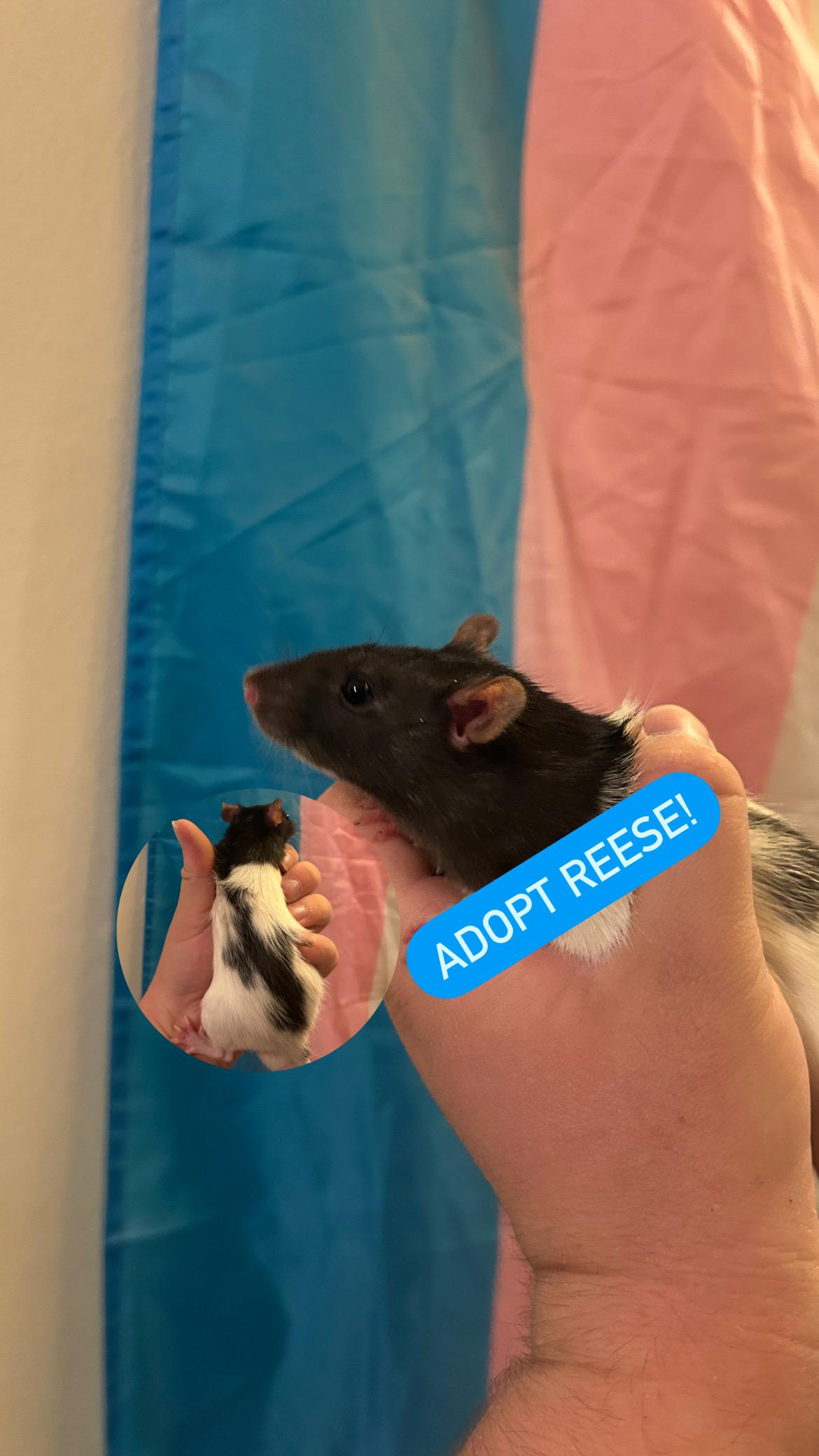 Enlarge Reese, an adoptable Rat in Saint Paul, MN image 2/3