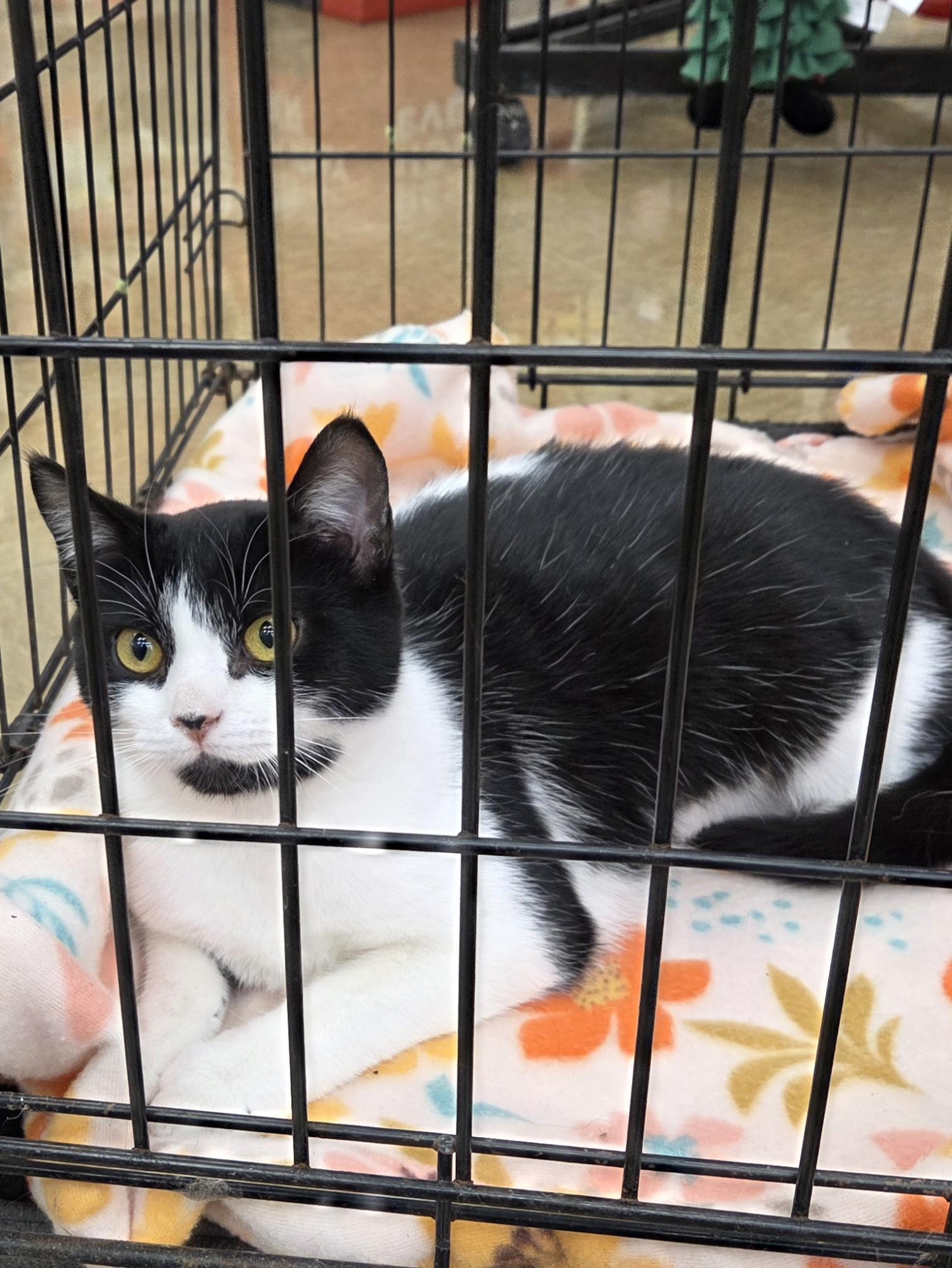 Patches, a Adoptable American Shorthair in Ashland, OH image 1/2