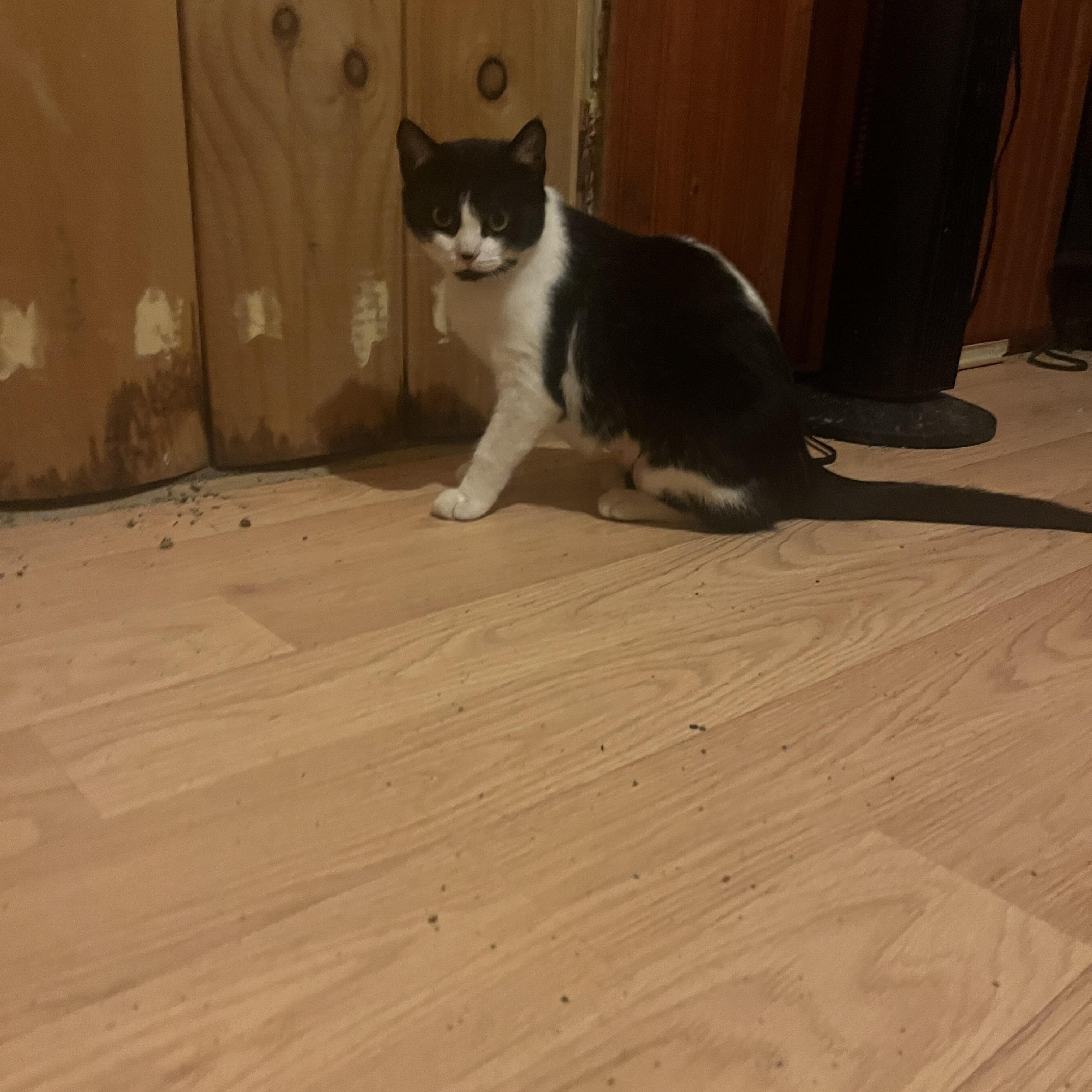 Enlarge Patches, a Adoptable American Shorthair in Ashland, OH image 1/1