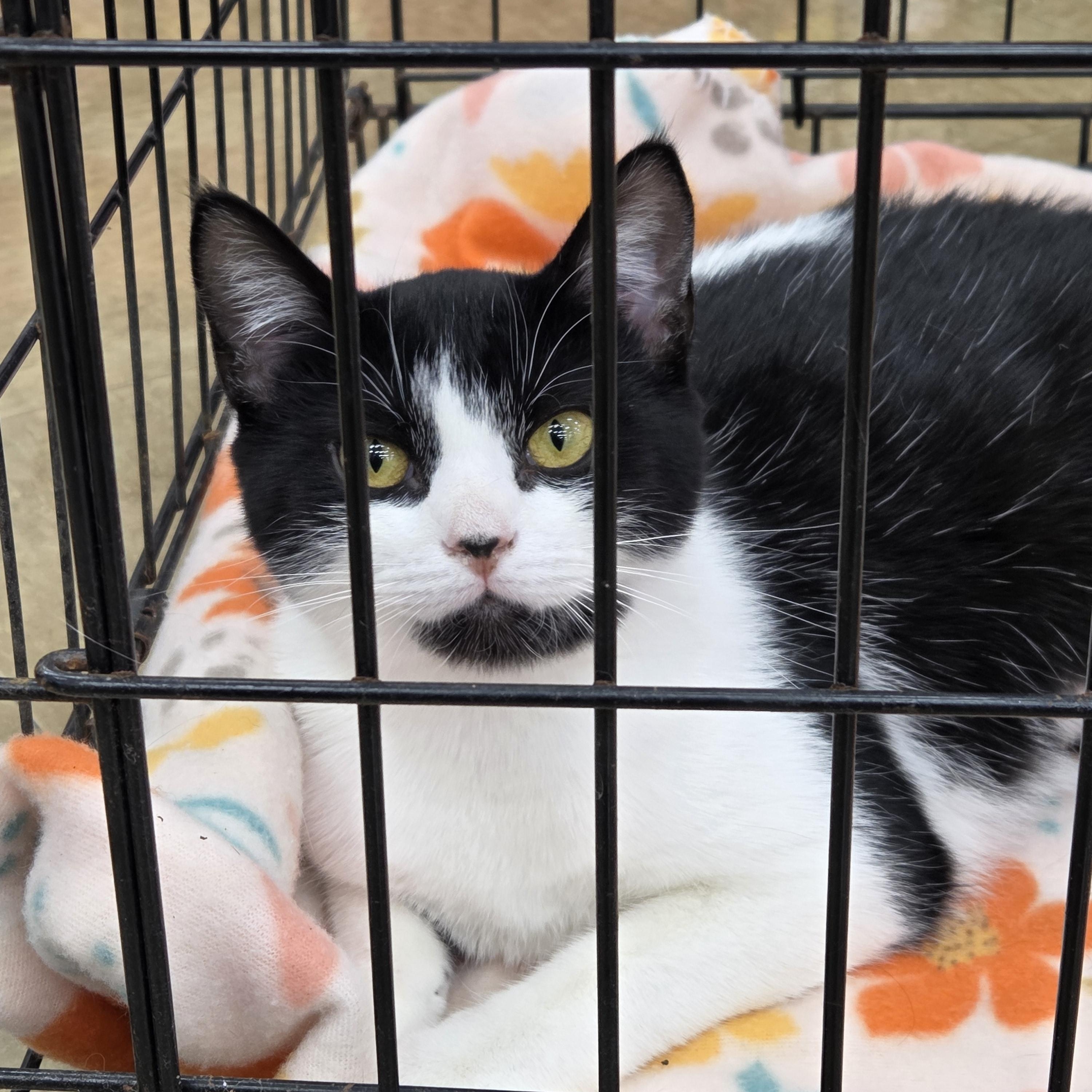 Patches, a Adoptable American Shorthair in Ashland, OH image 2/2