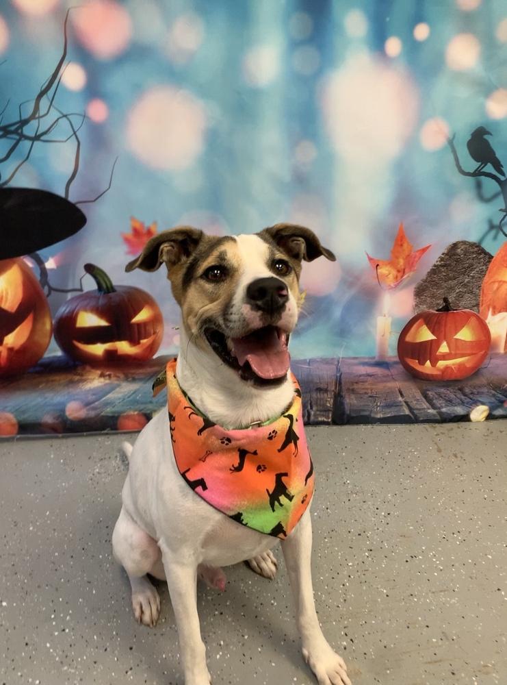 Enlarge Toupee, a Adoptable Mixed Breed in San Leon, TX image 1/6