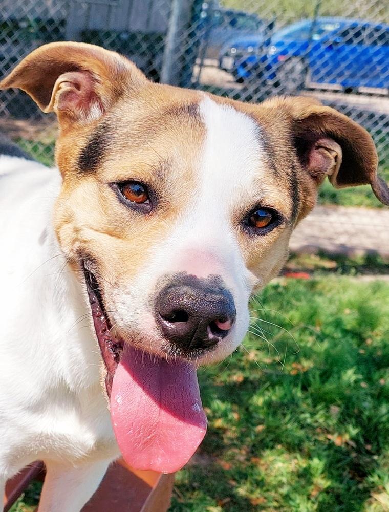 Toupee, Adoptable, Adult Male Mixed Breed.