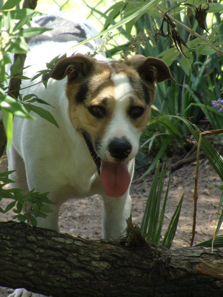 Enlarge Toupee, a Adoptable Mixed Breed in San Leon, TX image 3/6