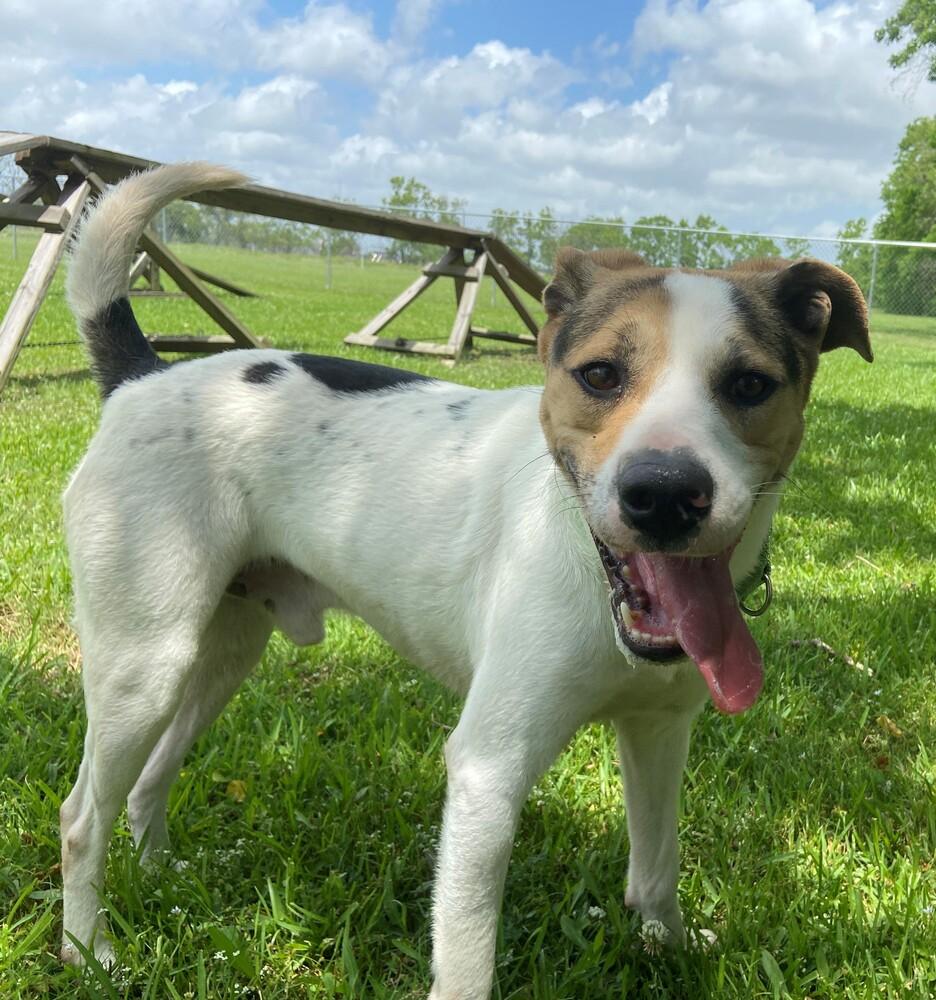 Enlarge Toupee, a Adoptable Mixed Breed in San Leon, TX image 4/6