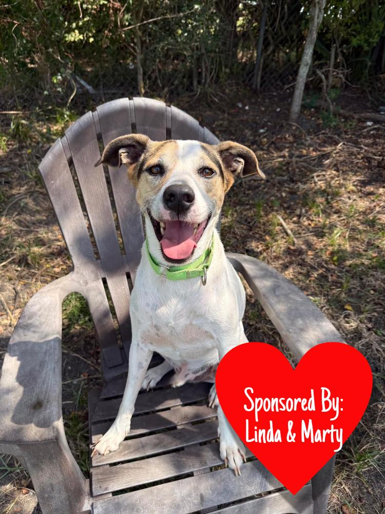 Enlarge Toupee, a Adoptable mixed breed in San Leon, TX image 5/6