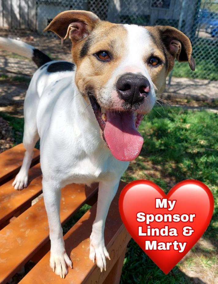 Enlarge Toupee, a Adoptable Mixed Breed in San Leon, TX image 5/6