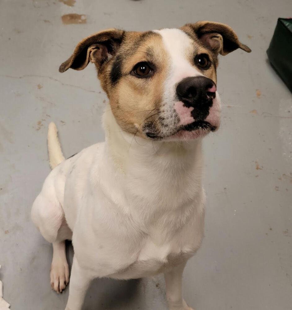 Enlarge Toupee, a Adoptable Mixed Breed in San Leon, TX image 6/6