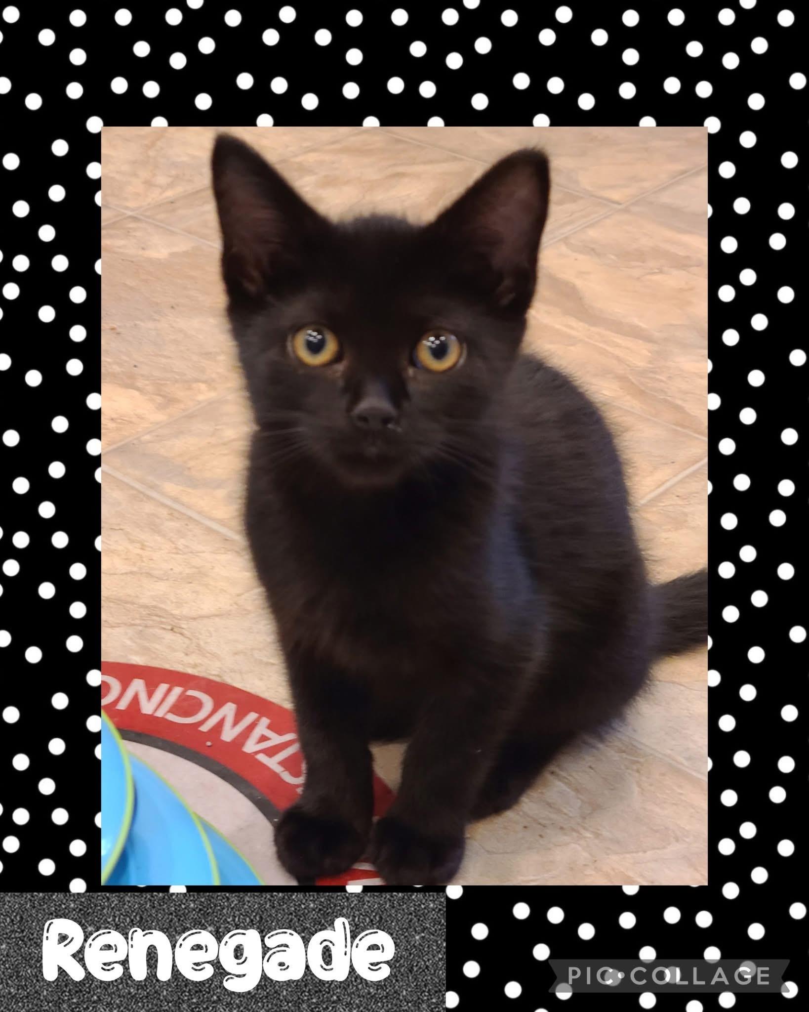 Renegade, an adoptable Domestic Short Hair in Iron River, MI, 49935 | Photo Image 1