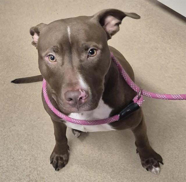 TOOTSIE ROLL, Adoptable, Young Male Pit Bull Terrier.