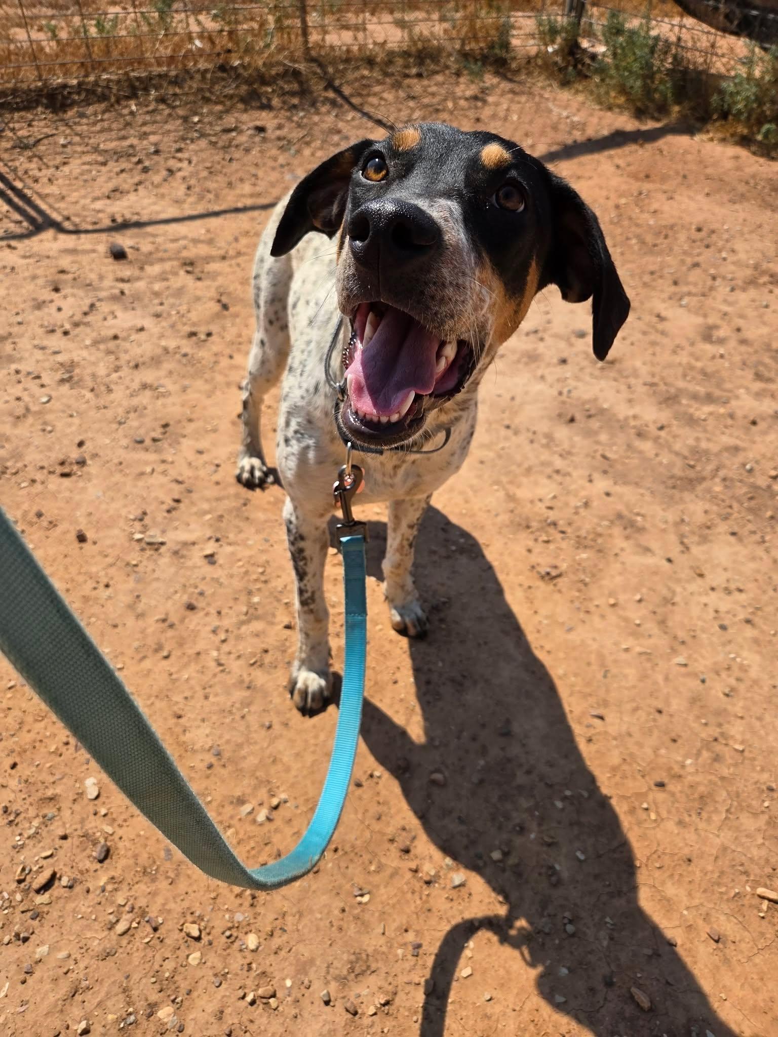 Destiny, ADOPTABLE, Young Female Hound & American Bulldog.