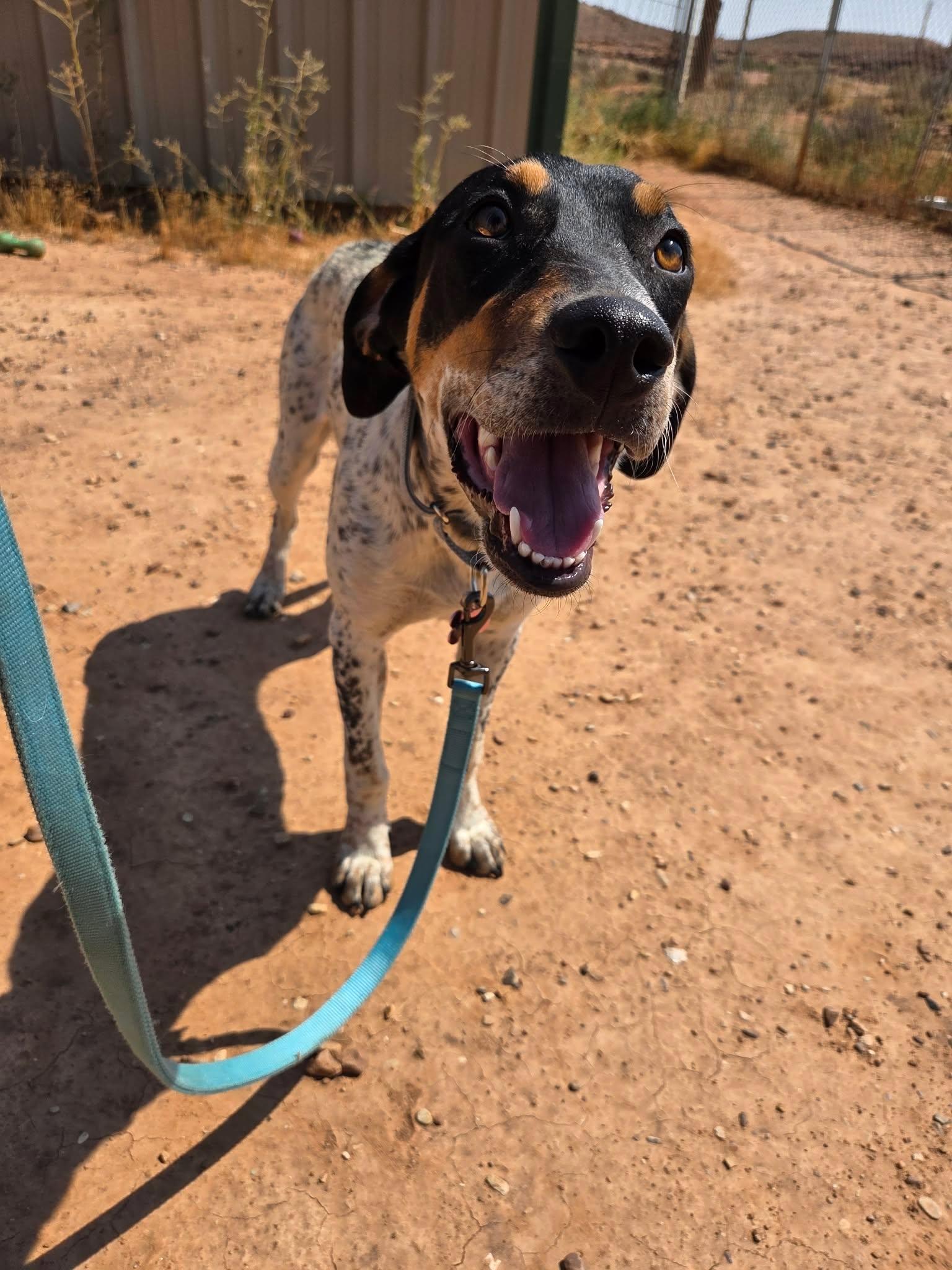 Destiny, a ADOPTABLE mixed breed in Roosevelt, UT image 3/4