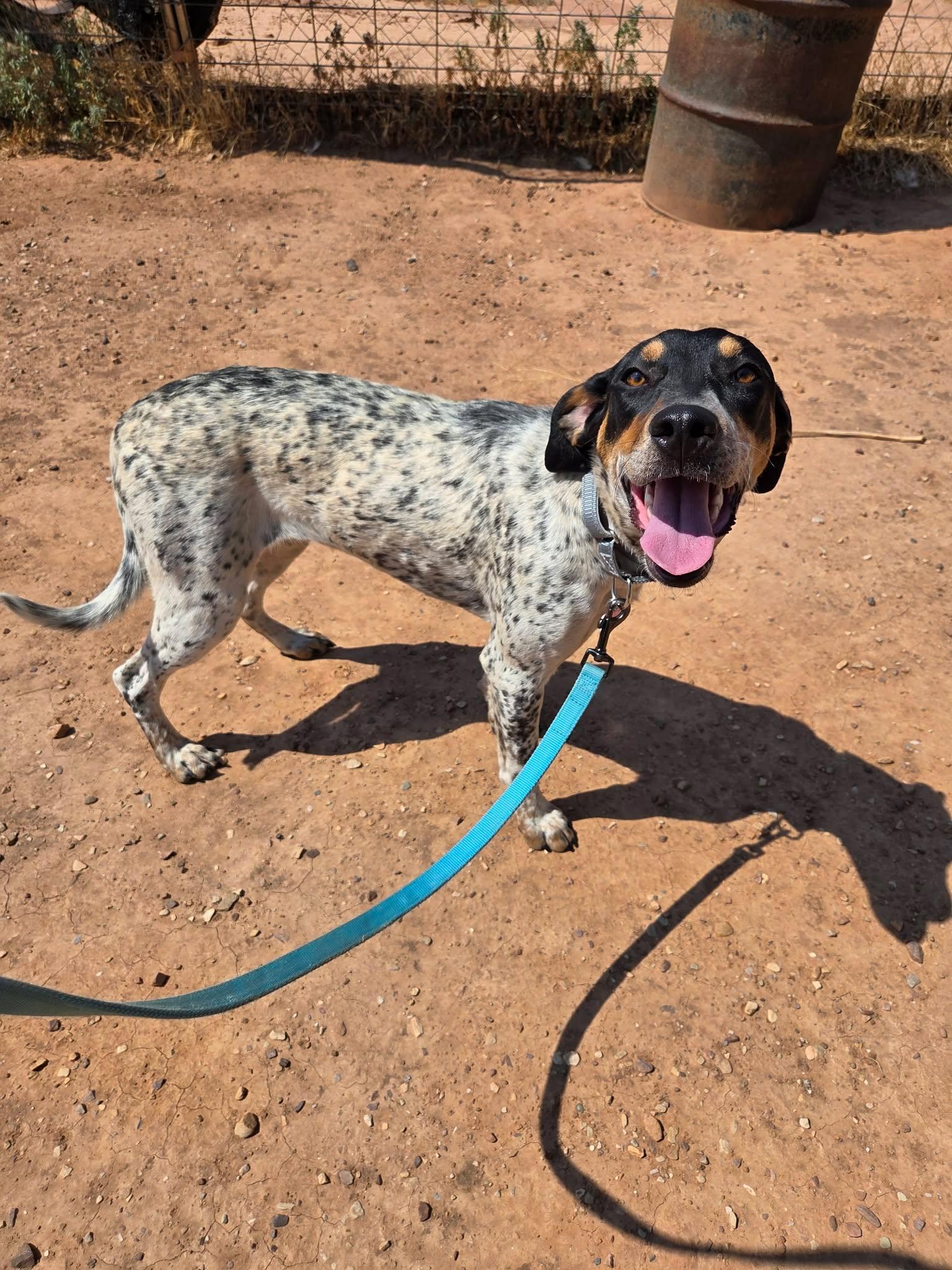 Destiny, a ADOPTABLE mixed breed in Roosevelt, UT image 2/4
