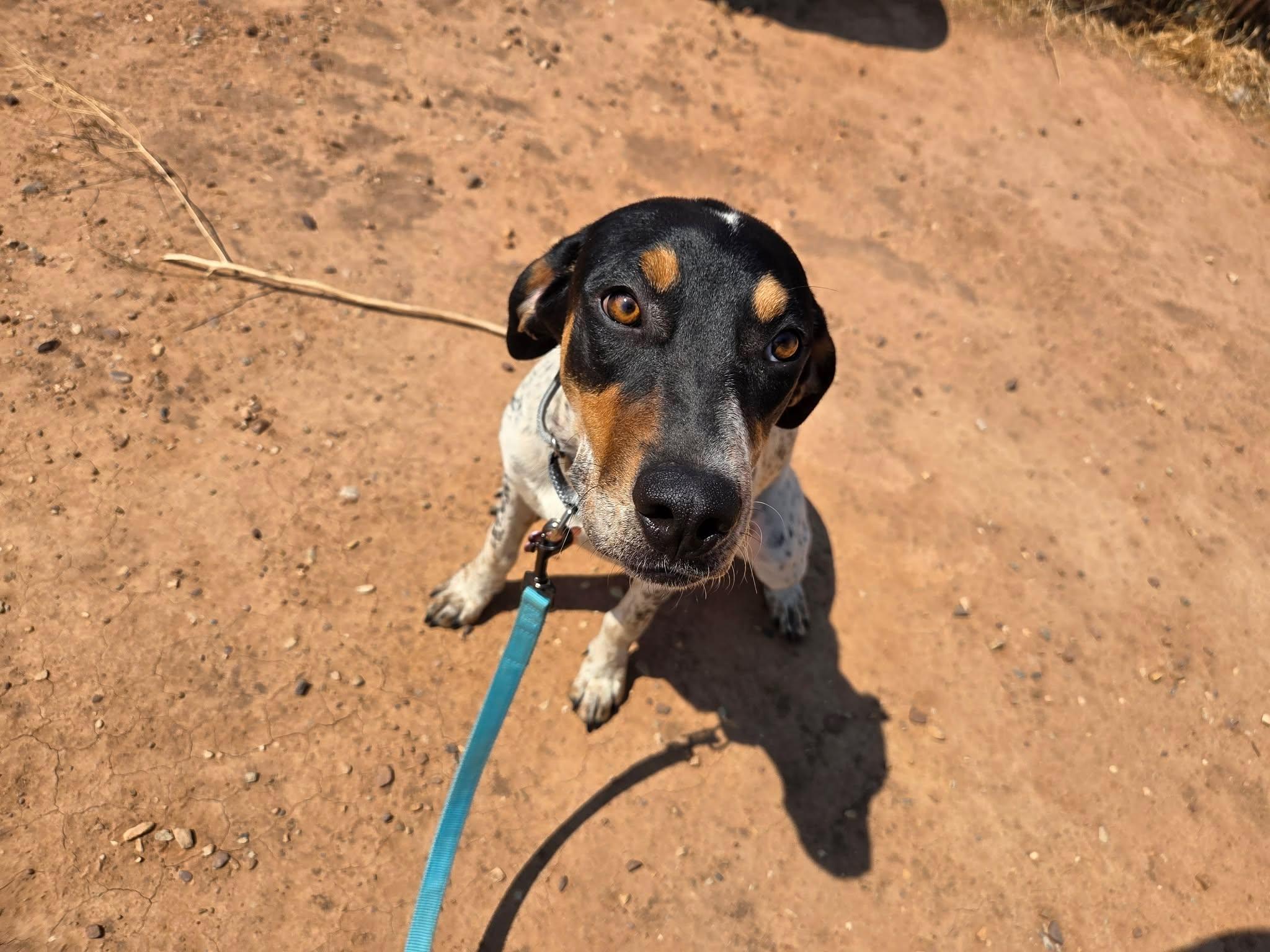 Destiny, a ADOPTABLE mixed breed in Roosevelt, UT image 4/4