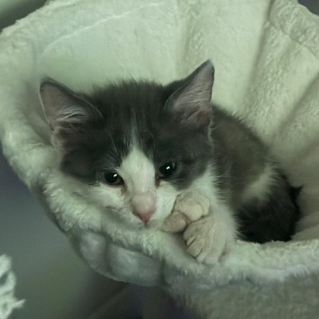 Enlarge Theodore, a Adopted Domestic Medium Hair in Boulder, CO image 2/4