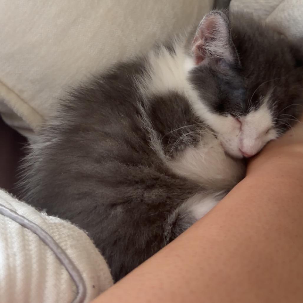 Enlarge Theodore, a Adopted Domestic Medium Hair in Boulder, CO image 3/4