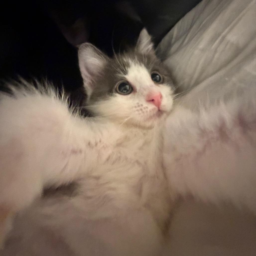Enlarge Theodore, a Adopted Domestic Medium Hair in Boulder, CO image 4/4
