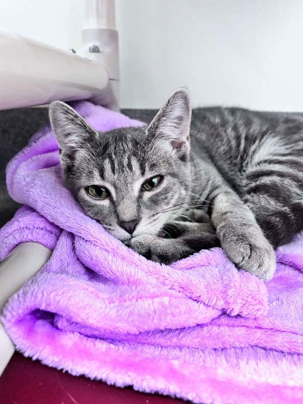 Lyric, Adoptable, Young Female Domestic Short Hair.