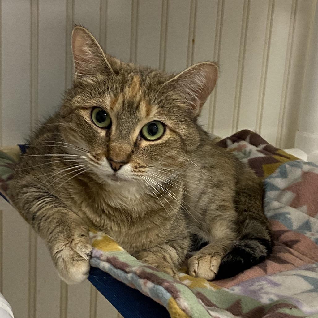 25-68 Rosefinch, Adoptable, Adult Female Domestic Short Hair.