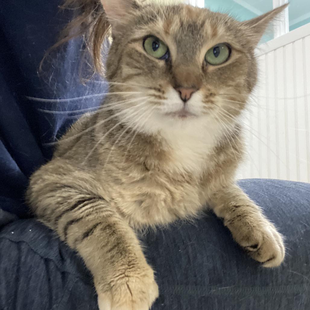 Enlarge 25-68 Rosefinch, a Adoptable Domestic Short Hair in North Branford, CT image 2/3