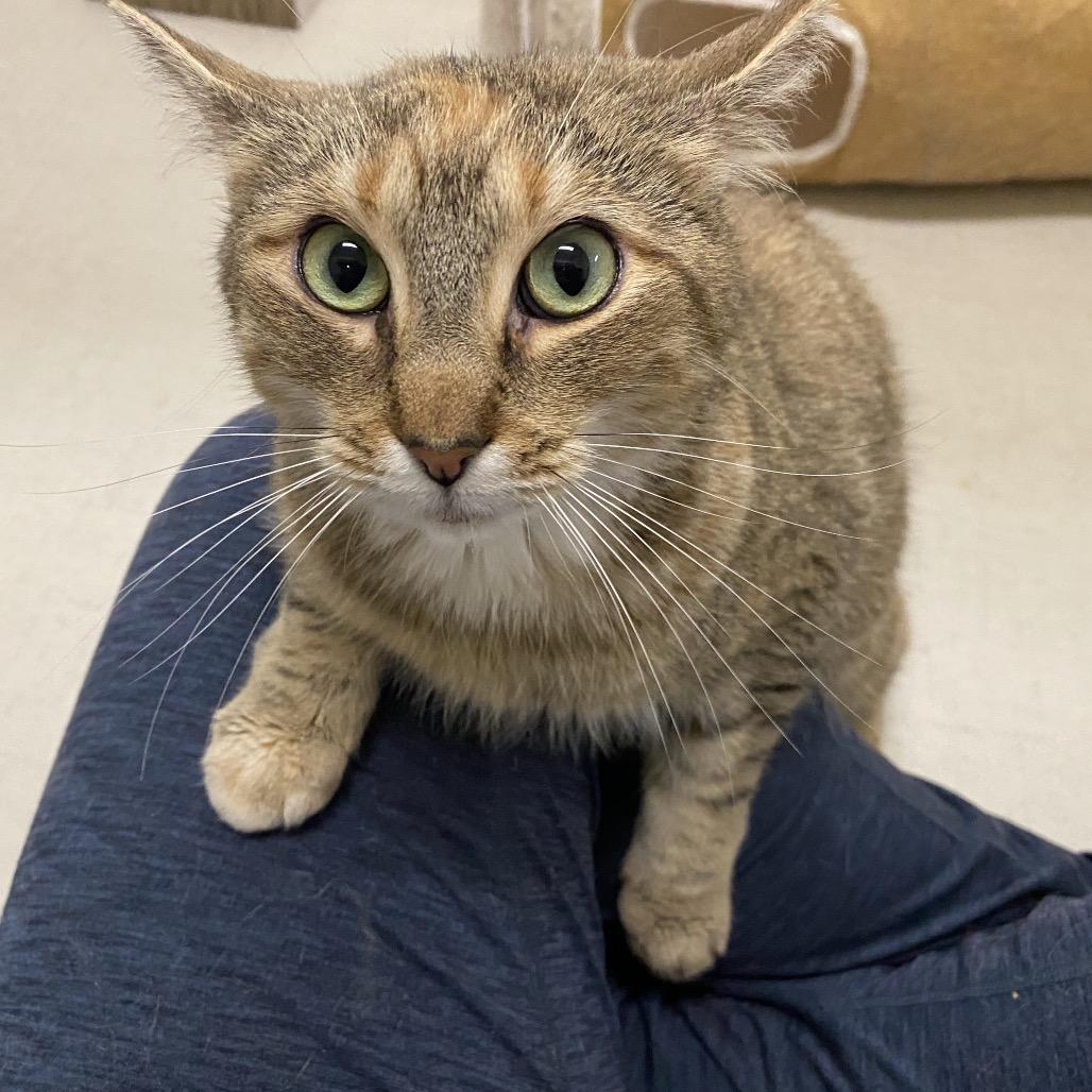 Enlarge 25-68 Rosefinch, a Adoptable Domestic Short Hair in North Branford, CT image 3/3