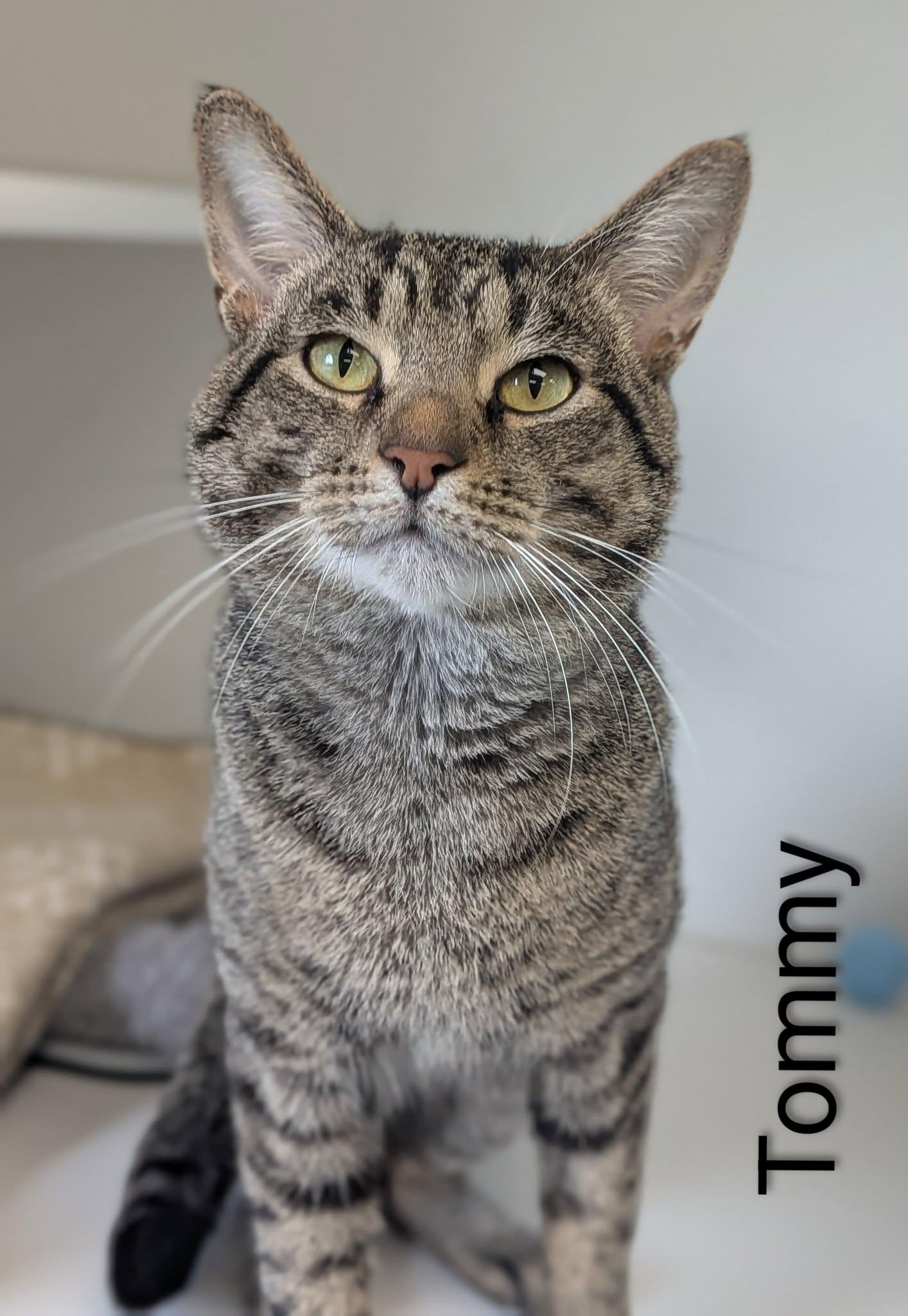 Tommy, ADOPTABLE, Adult Male Domestic Short Hair.
