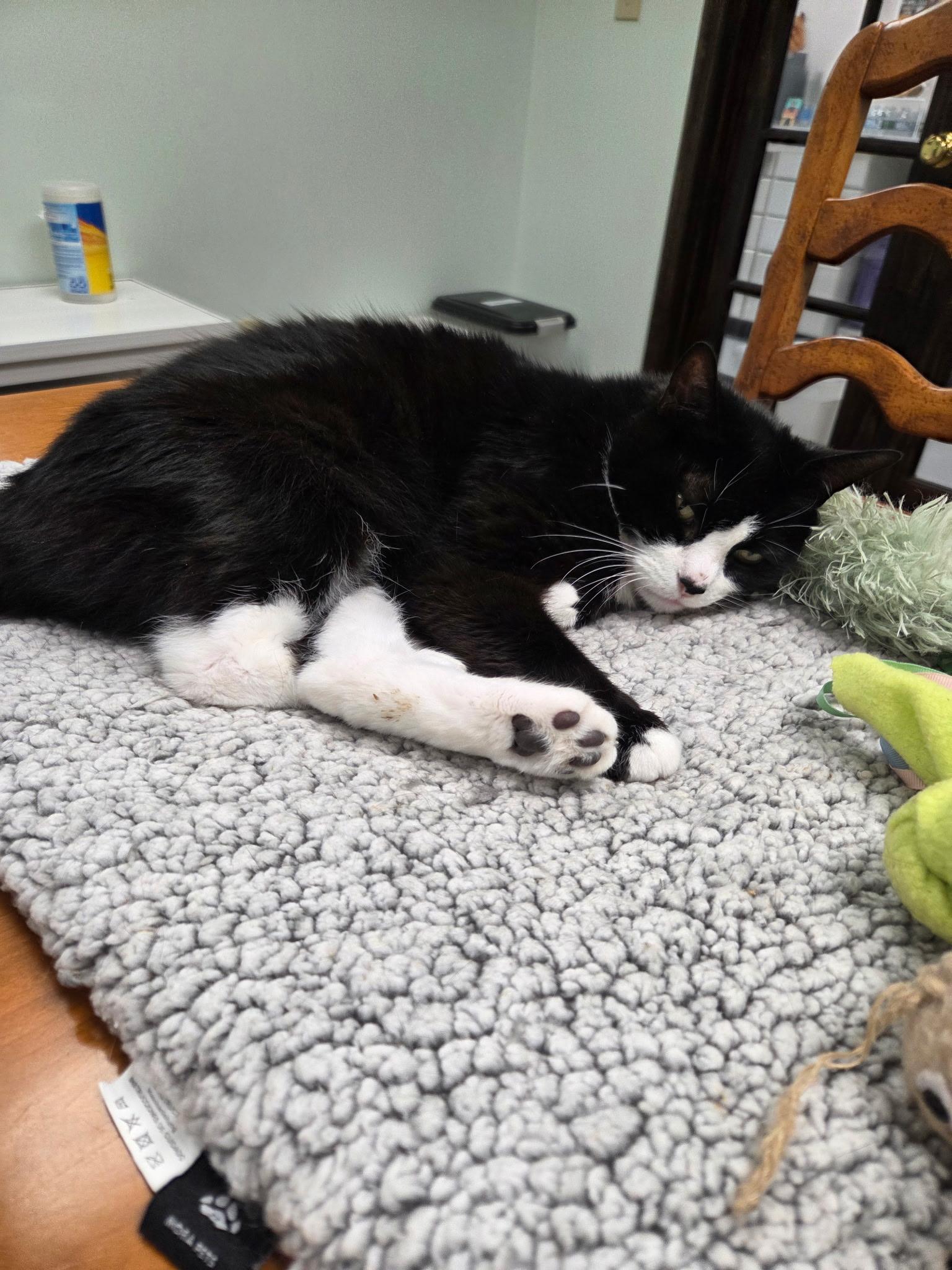 Enlarge Luna, a Adopted Domestic Short Hair in Grosse Ile, MI image 2/4