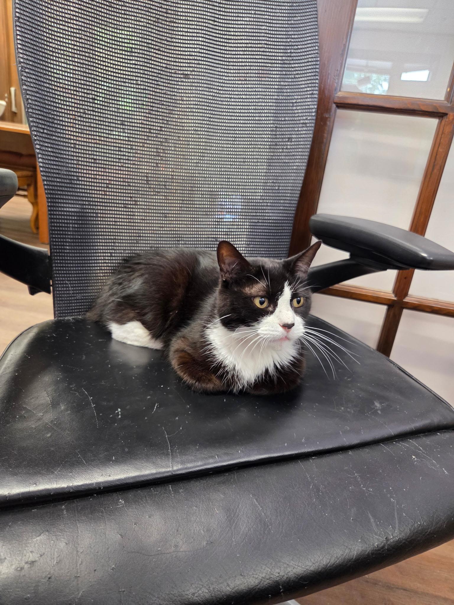 Enlarge Luna, a Adopted Domestic Short Hair in Grosse Ile, MI image 4/4