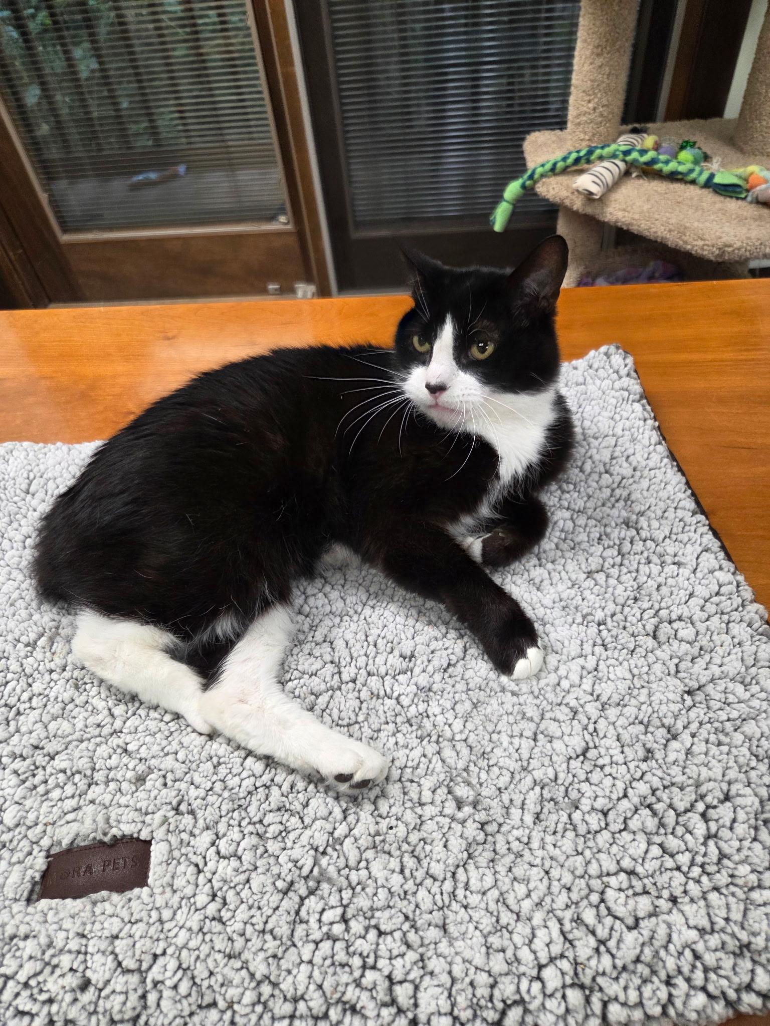Enlarge Luna, a Adopted Domestic Short Hair in Grosse Ile, MI image 3/4