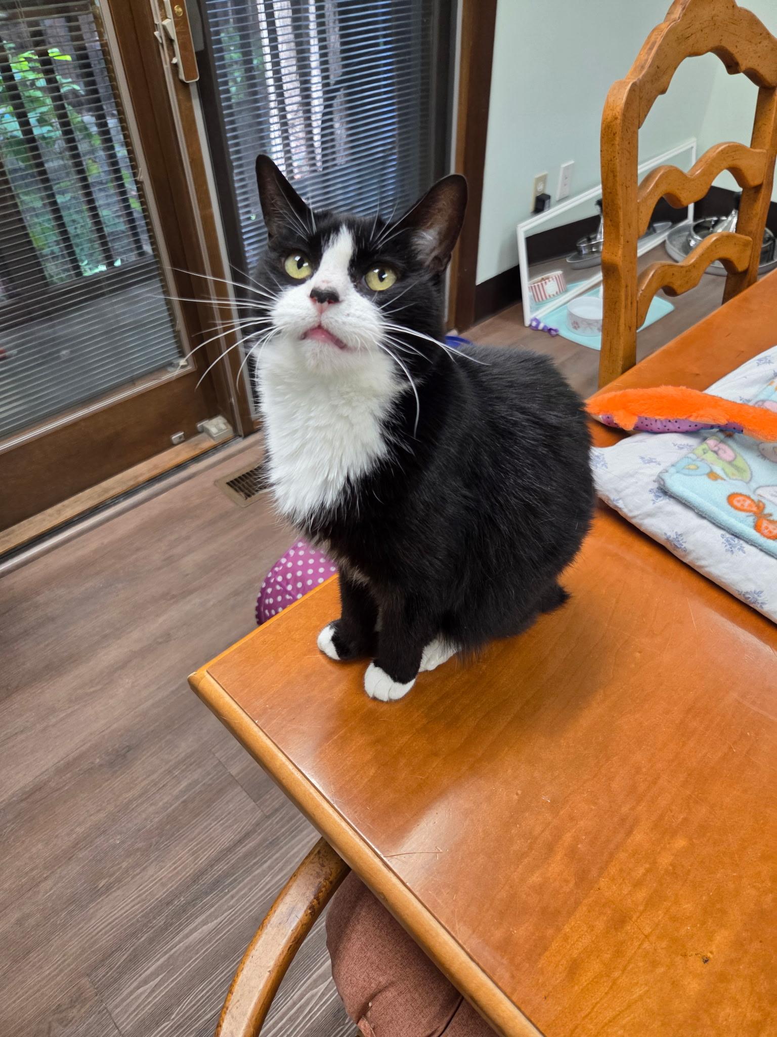 Enlarge Luna, a Adopted Domestic Short Hair in Grosse Ile, MI image 1/4