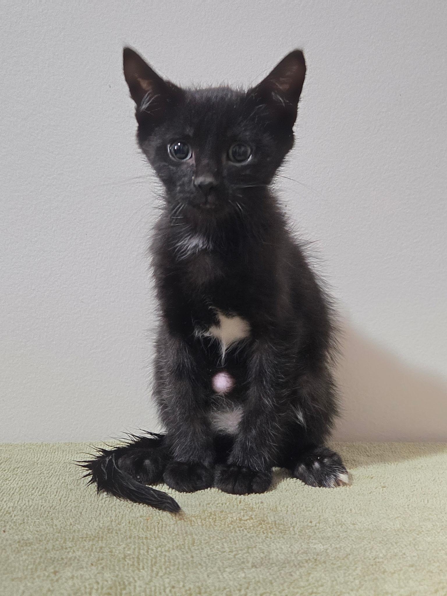 Enlarge Crust - Preadoption ONLY, a Adoptable Domestic Short Hair in Chilliwack, BC image 1/1