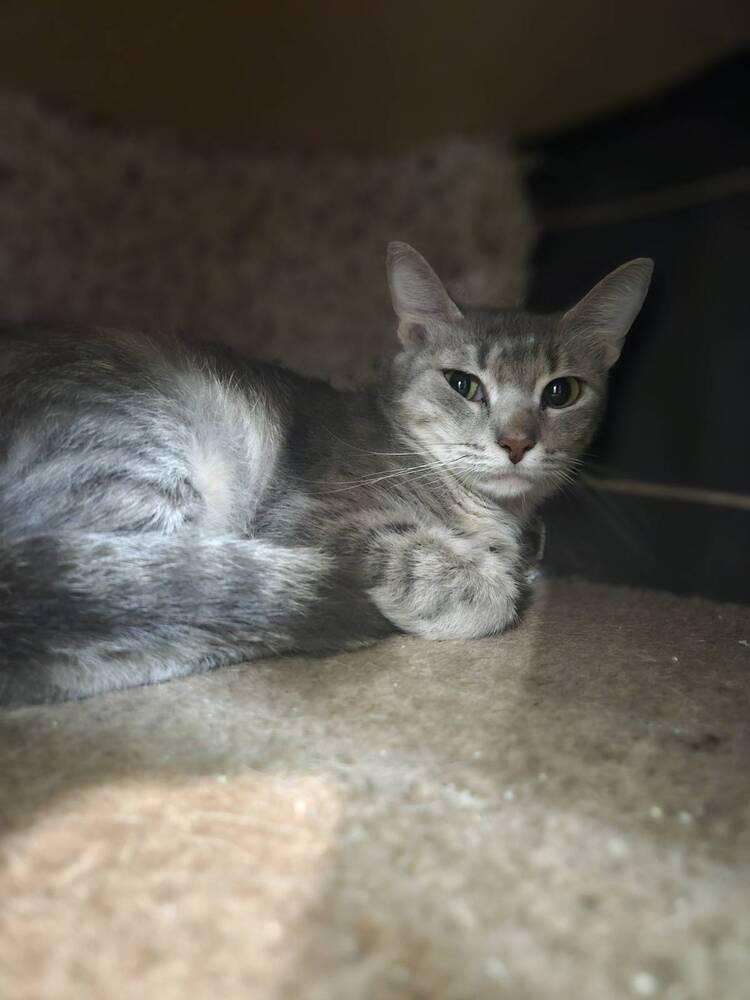 Tinky, Adopted, Young Female Domestic Short Hair.